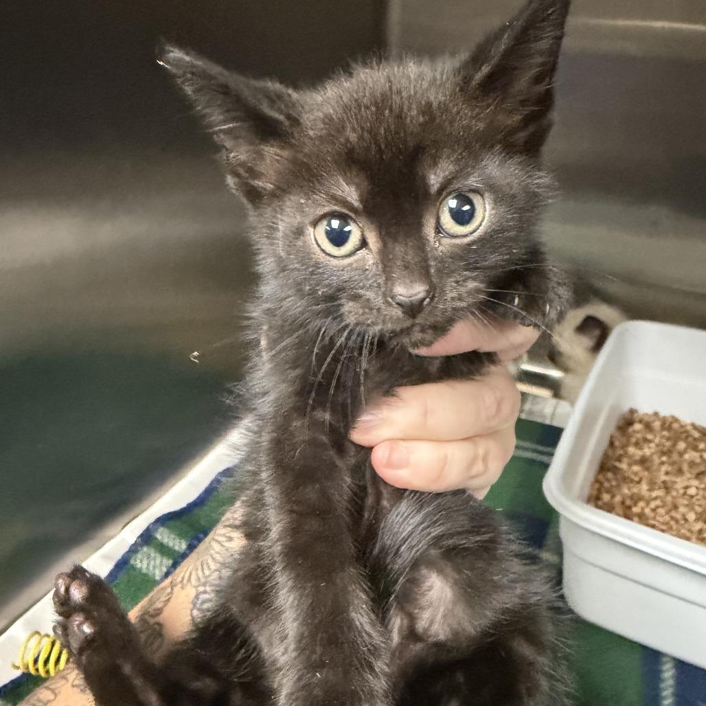 Enlarge Sandy, a Adoptable Domestic Short Hair in Marion, VA image 1/1