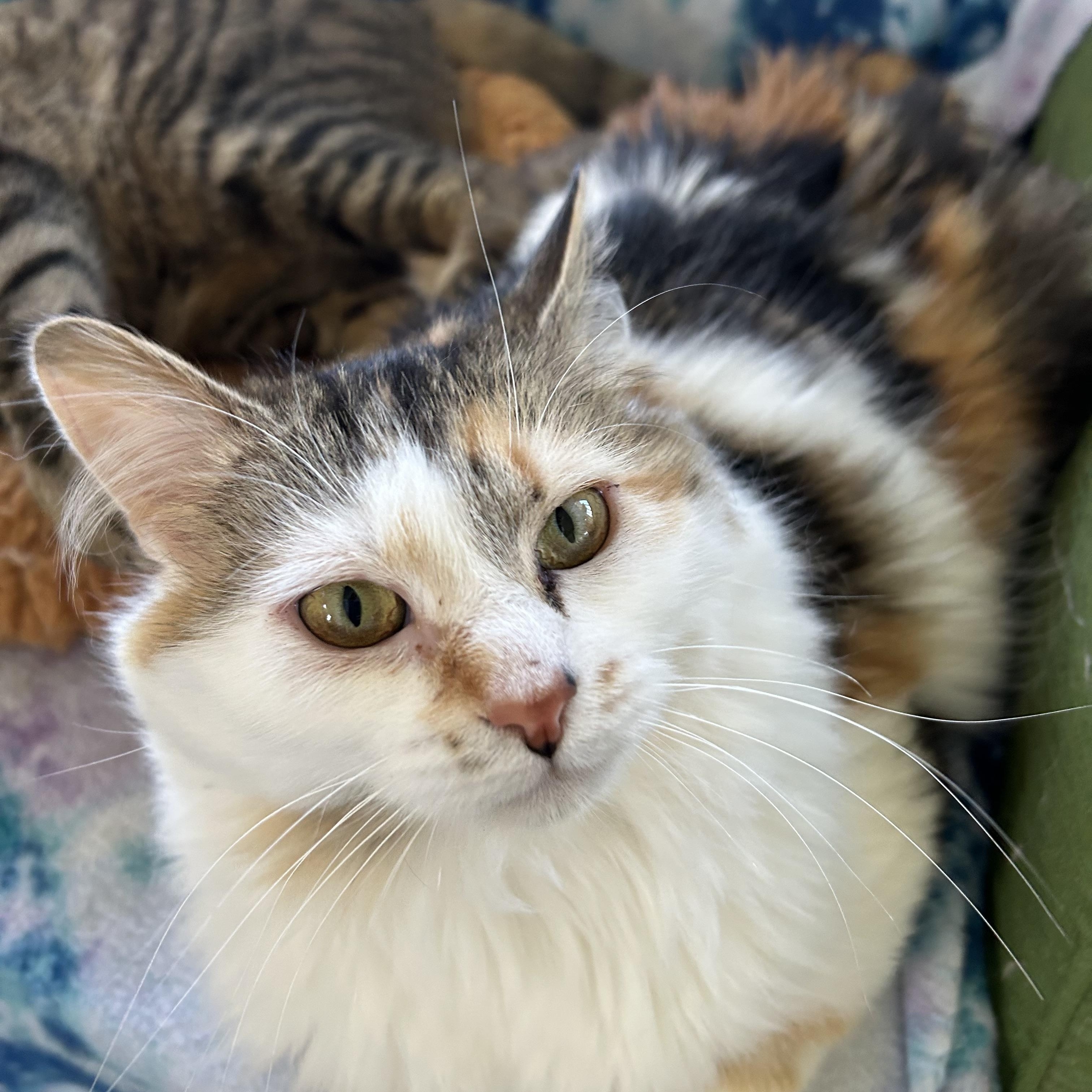 Sassy, Young Female Calico