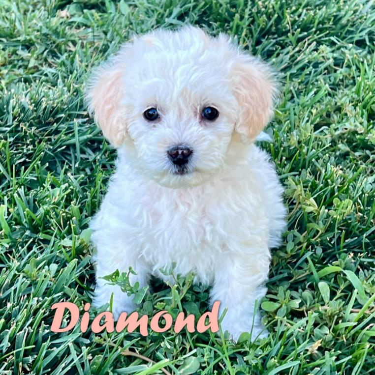 Diamond, ADOPTABLE, Puppy Female Chihuahua & Miniature Poodle.