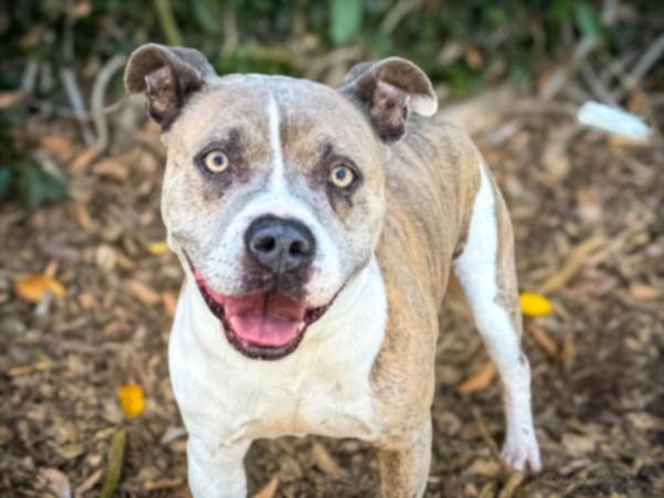 HOMER, Adoptable, Adult Male Pit Bull Terrier.