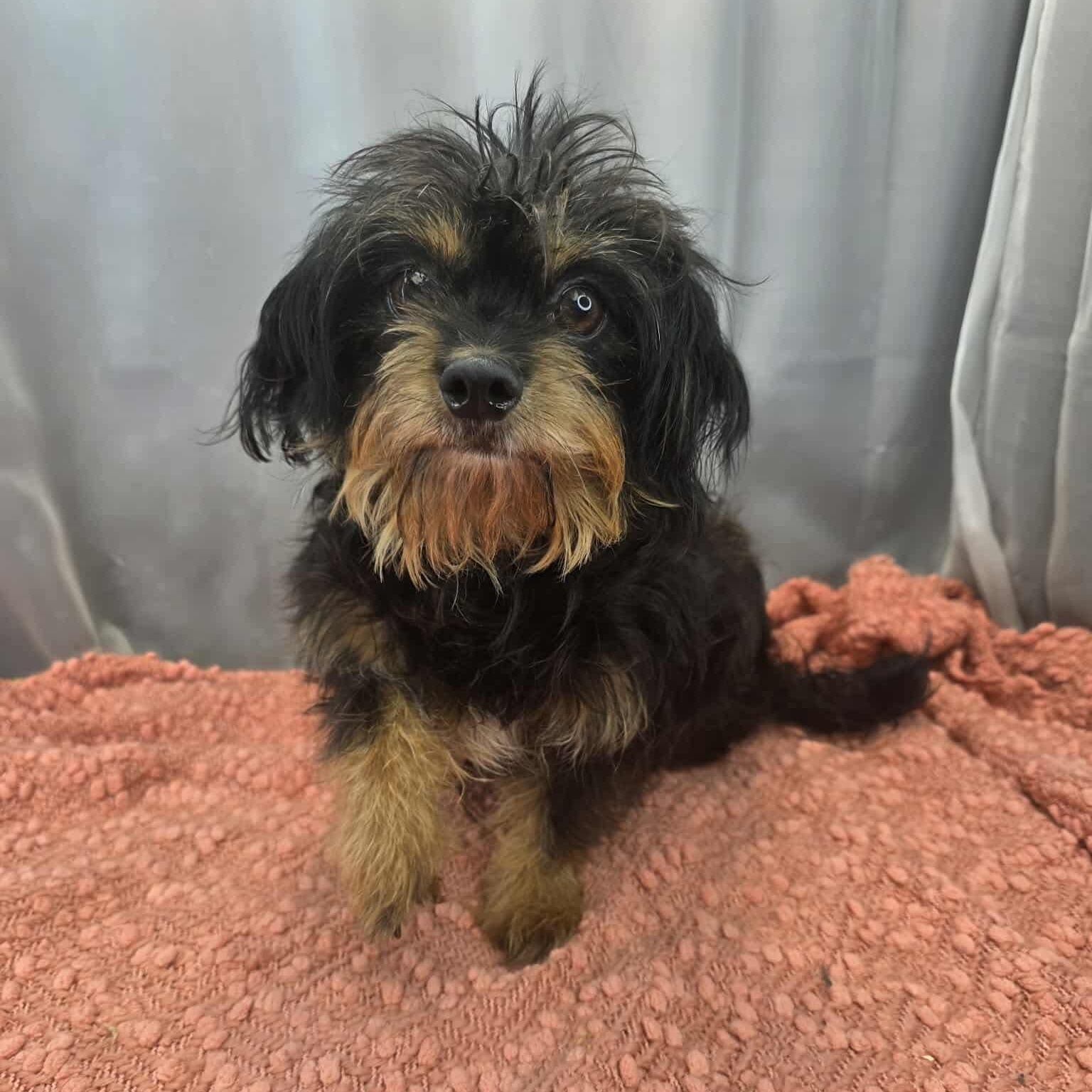 Enlarge Morticia, a Adoptable mixed breed in Southfield , MI image 6/6