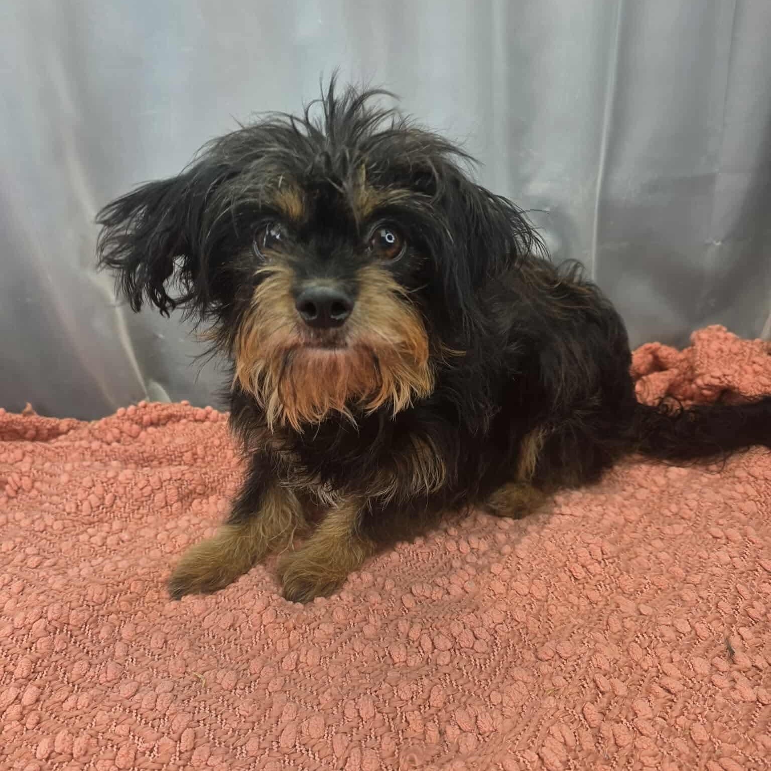 Enlarge Morticia, a Adoptable mixed breed in Southfield , MI image 3/6