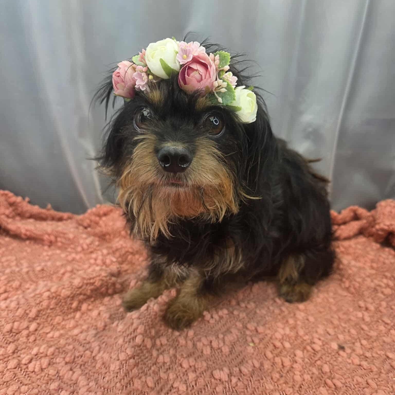 Enlarge Morticia, a Adoptable mixed breed in Southfield , MI image 4/6