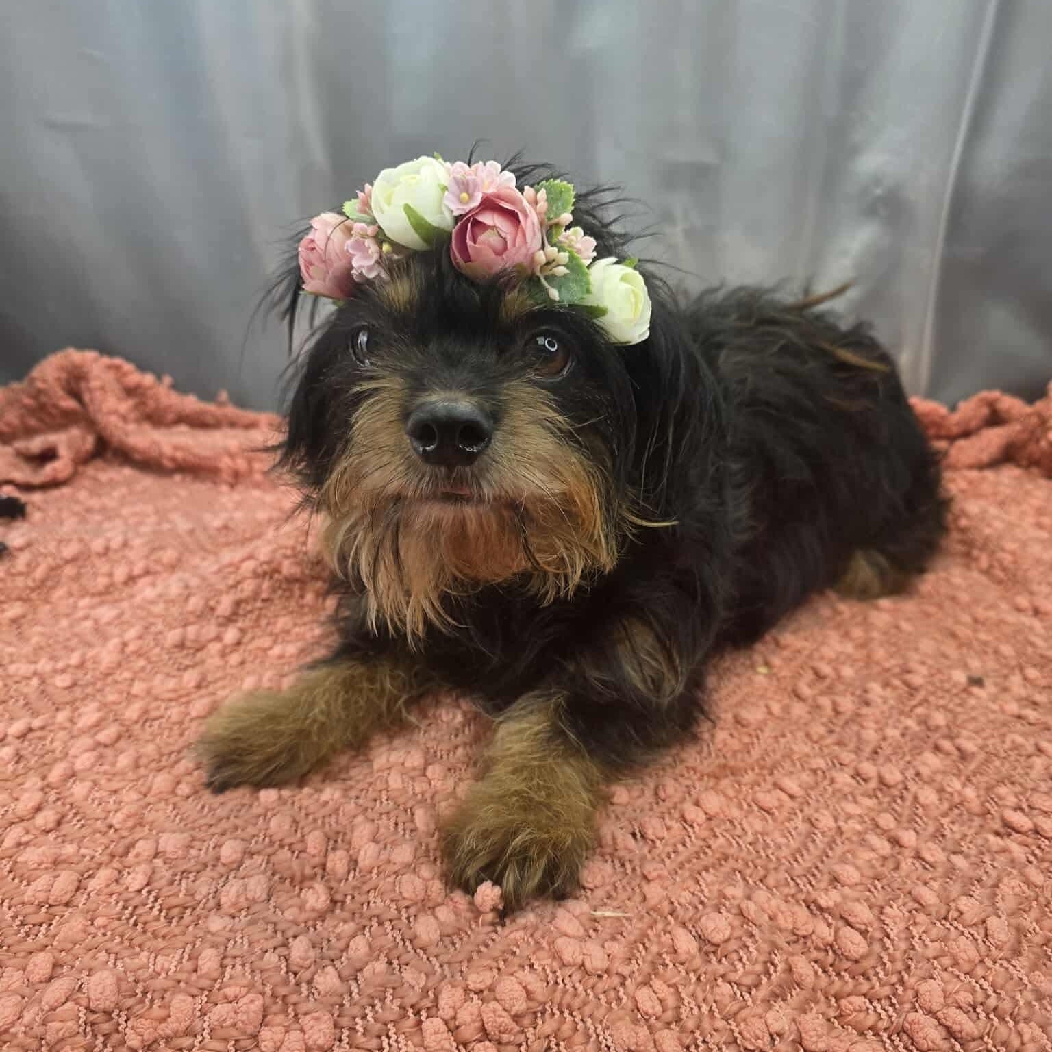 Enlarge Morticia, a Adoptable mixed breed in Southfield , MI image 5/6