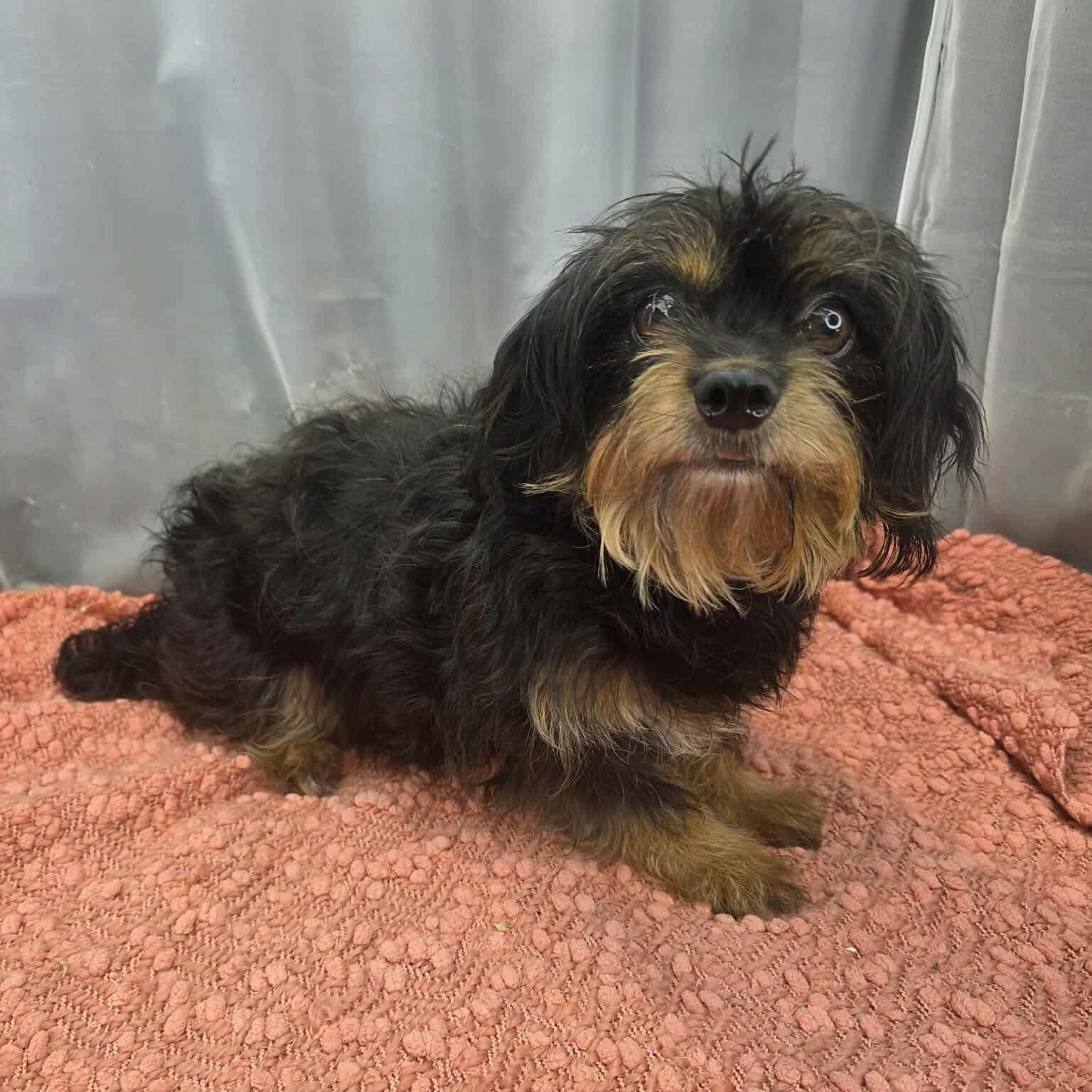 Enlarge Morticia, a Adoptable mixed breed in Southfield , MI image 2/6