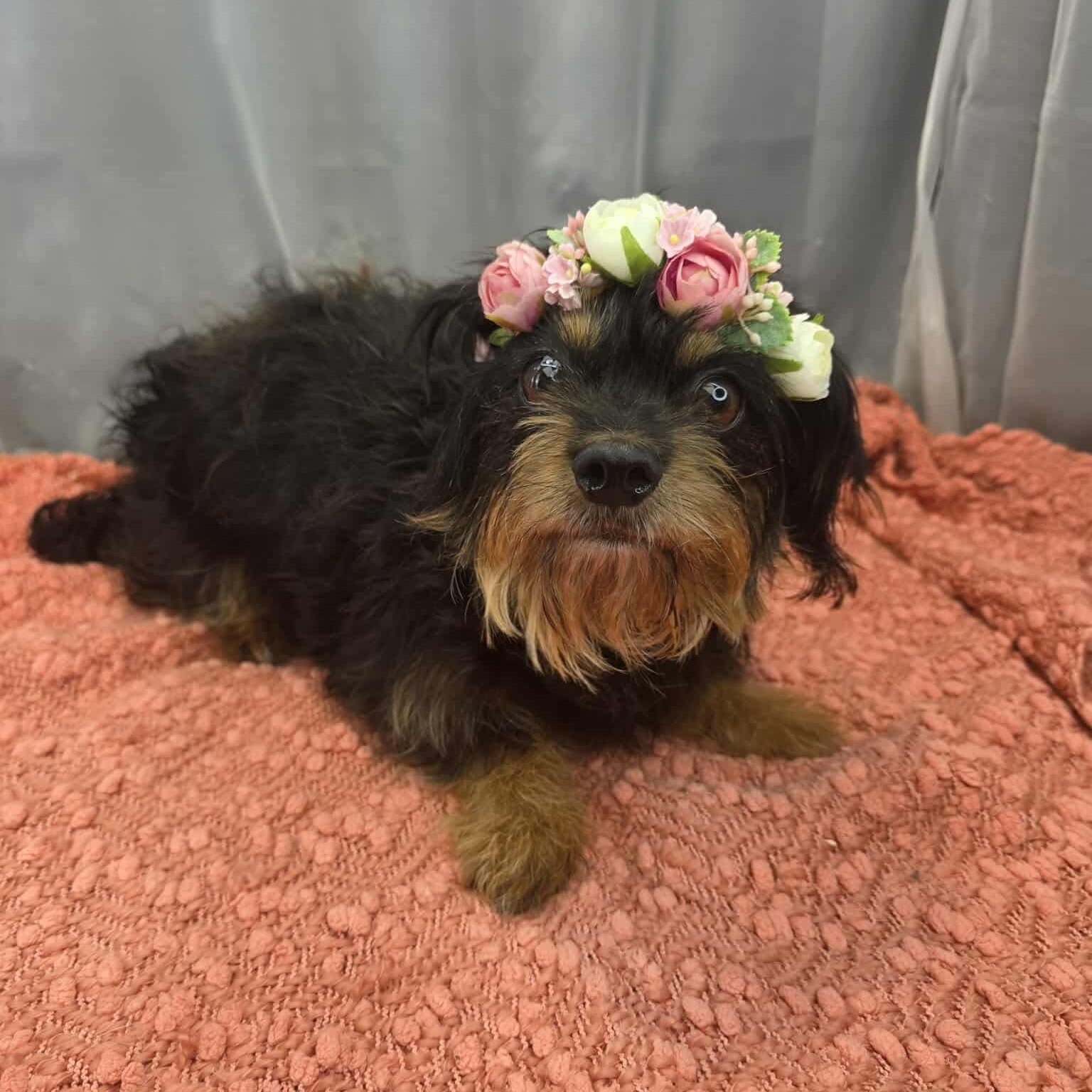 Enlarge Morticia, a Adoptable mixed breed in Southfield , MI image 1/6