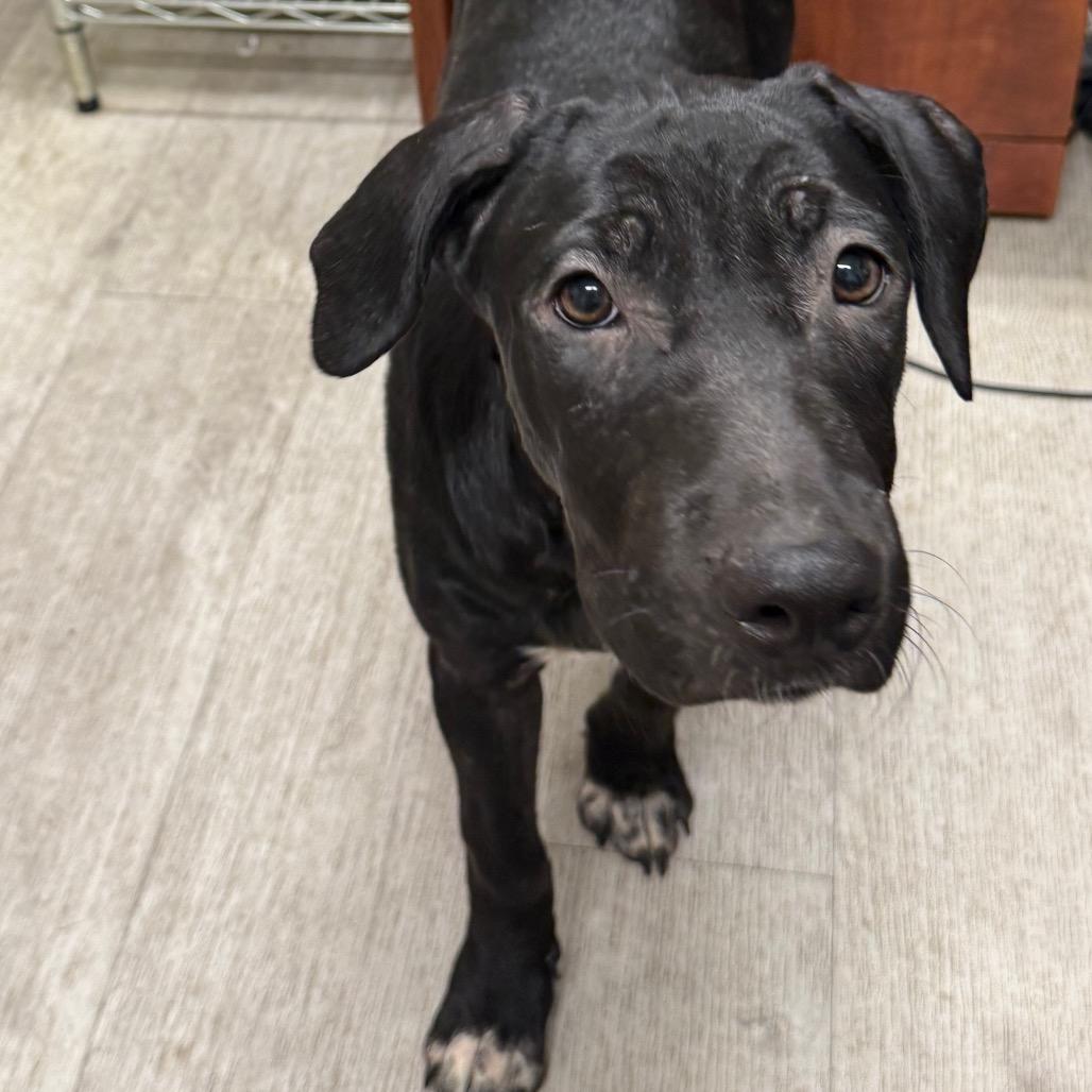 Enlarge Wanda, a Adoptable mixed breed in Waldorf, MD image 2/3