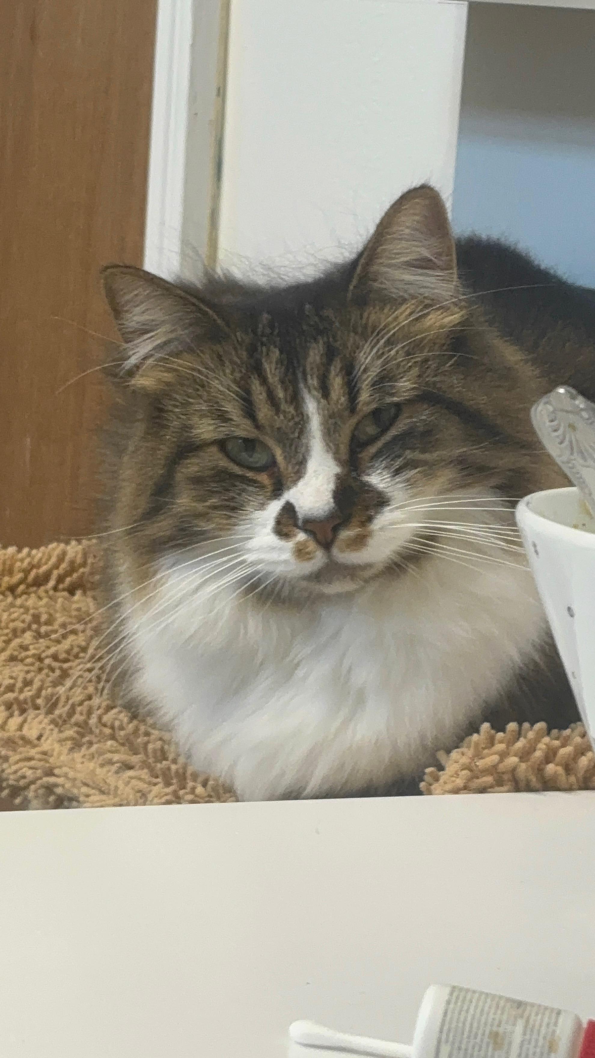 Bear, an adopted Domestic Long Hair in Muncie, IN image 3/5