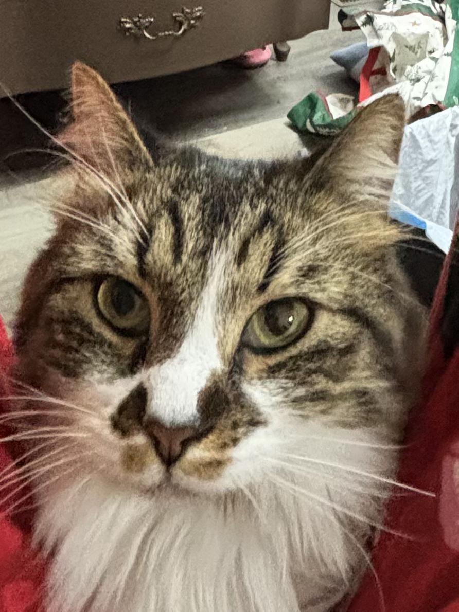 Bear, adopted, Young Female Domestic Long Hair.