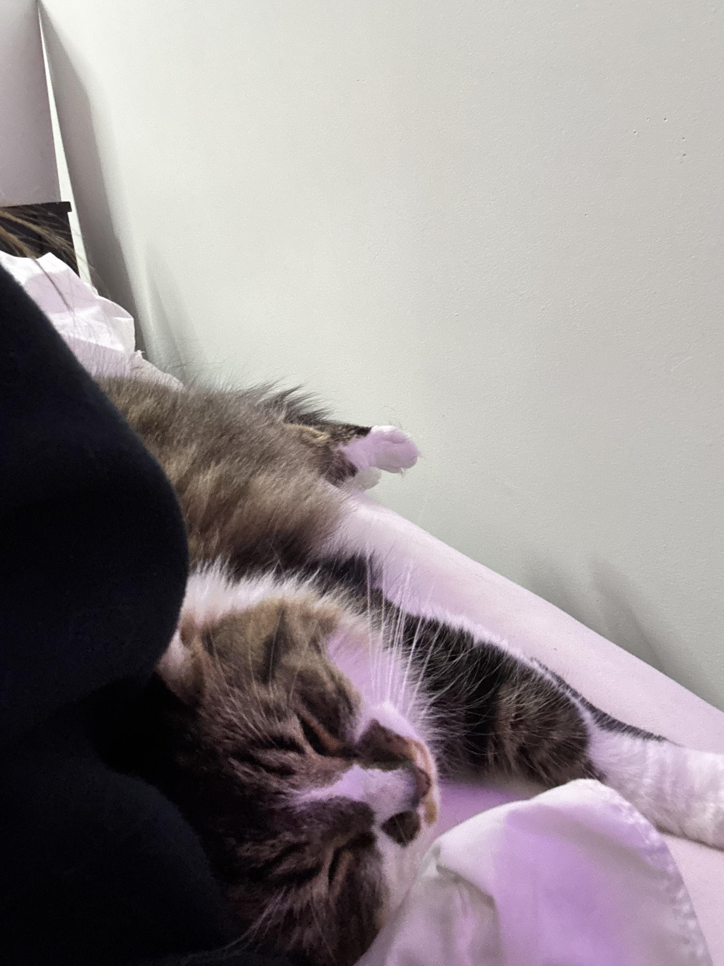 Bear, an adopted Domestic Long Hair in Muncie, IN image 4/5