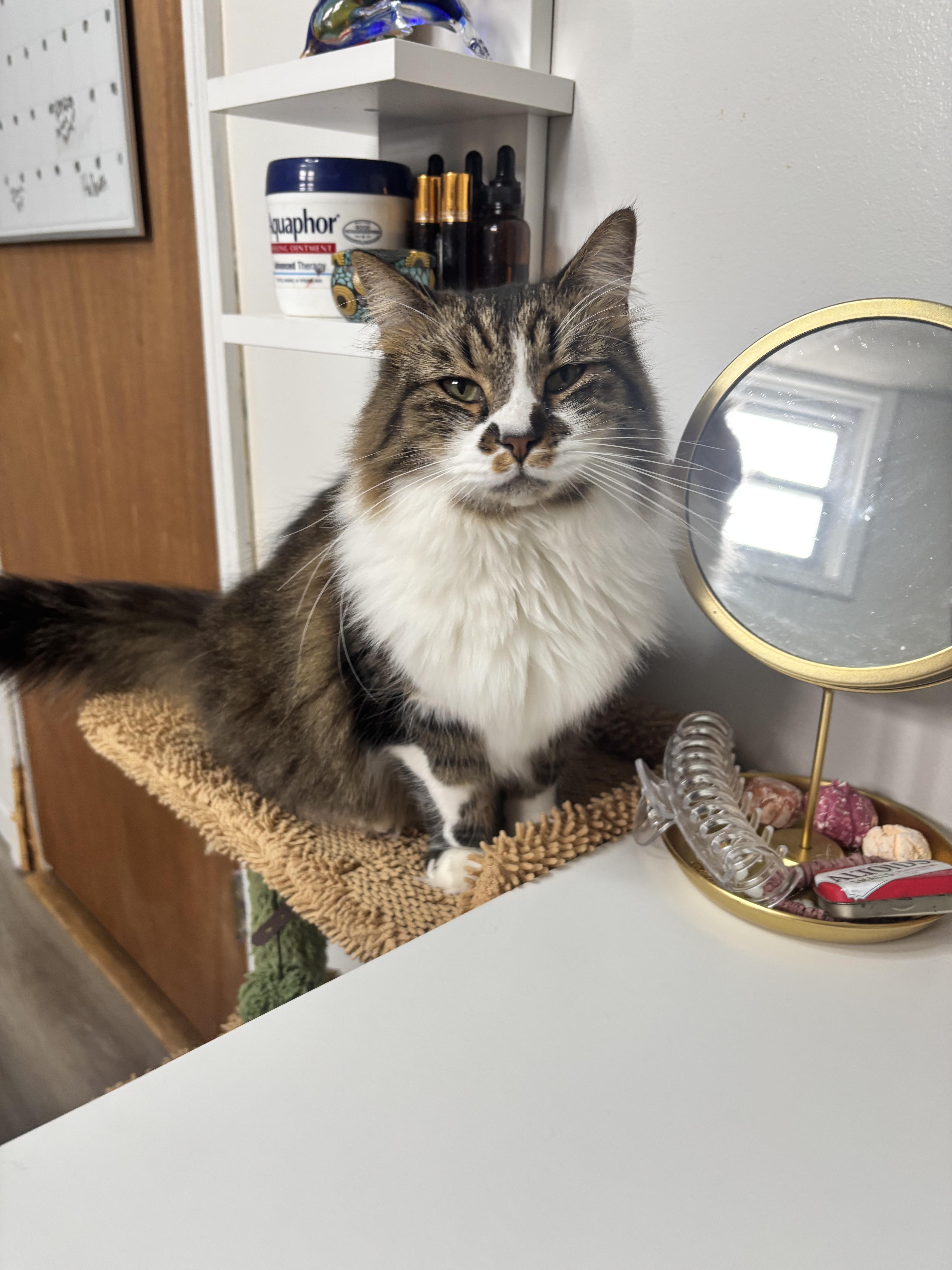 Bear, an adopted Domestic Long Hair in Muncie, IN image 5/5