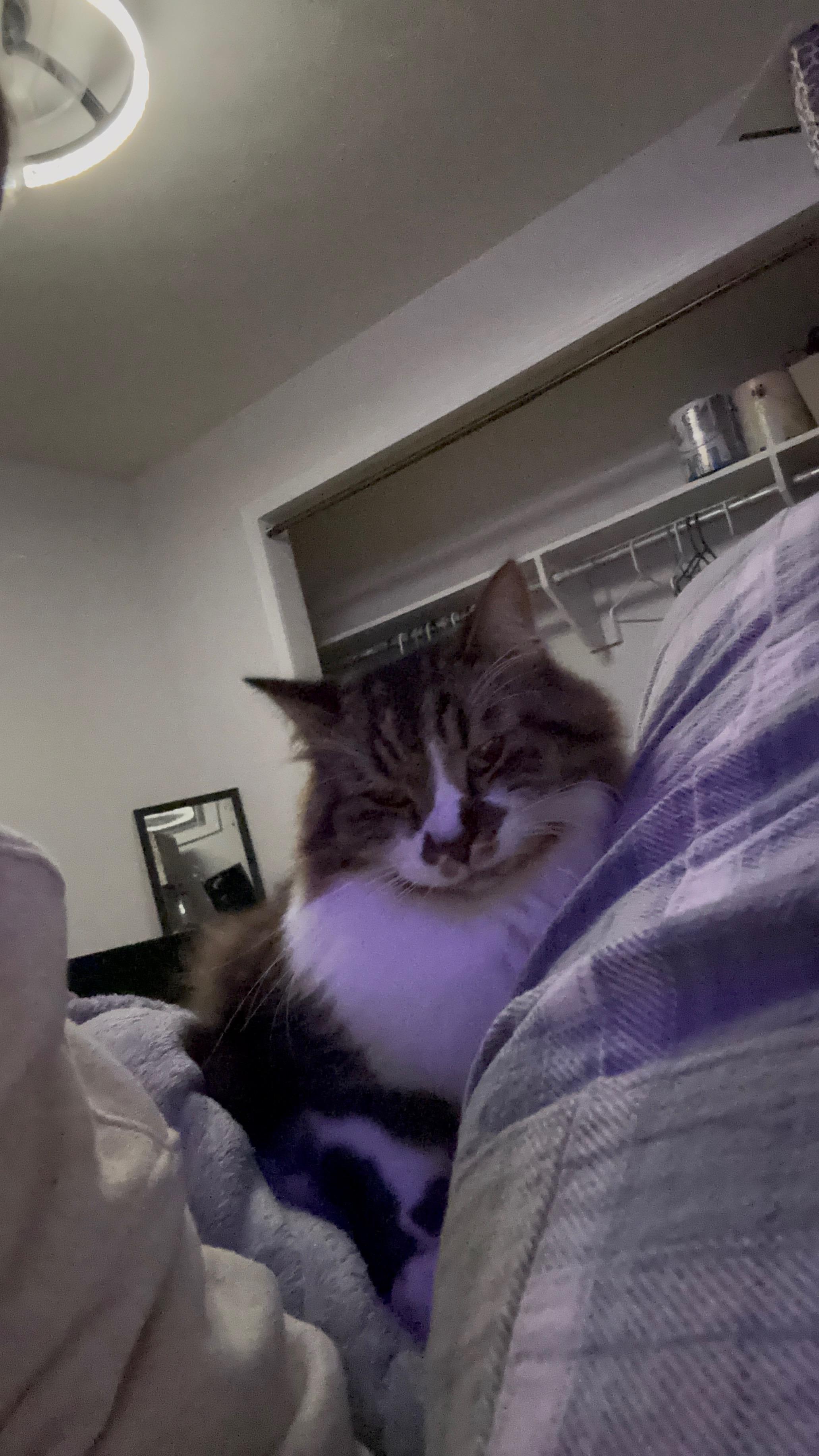 Bear, an adopted Domestic Long Hair in Muncie, IN image 2/5