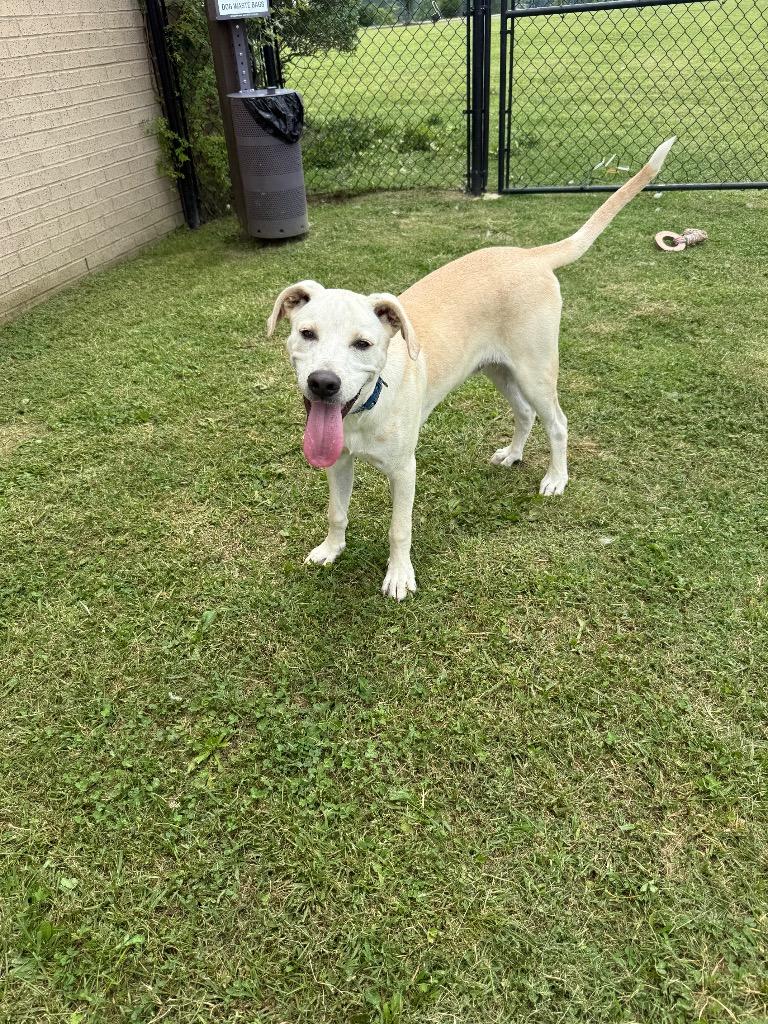 Enlarge DOOBIE, a Adoptable mixed breed in Gallatin, TN image 1/3