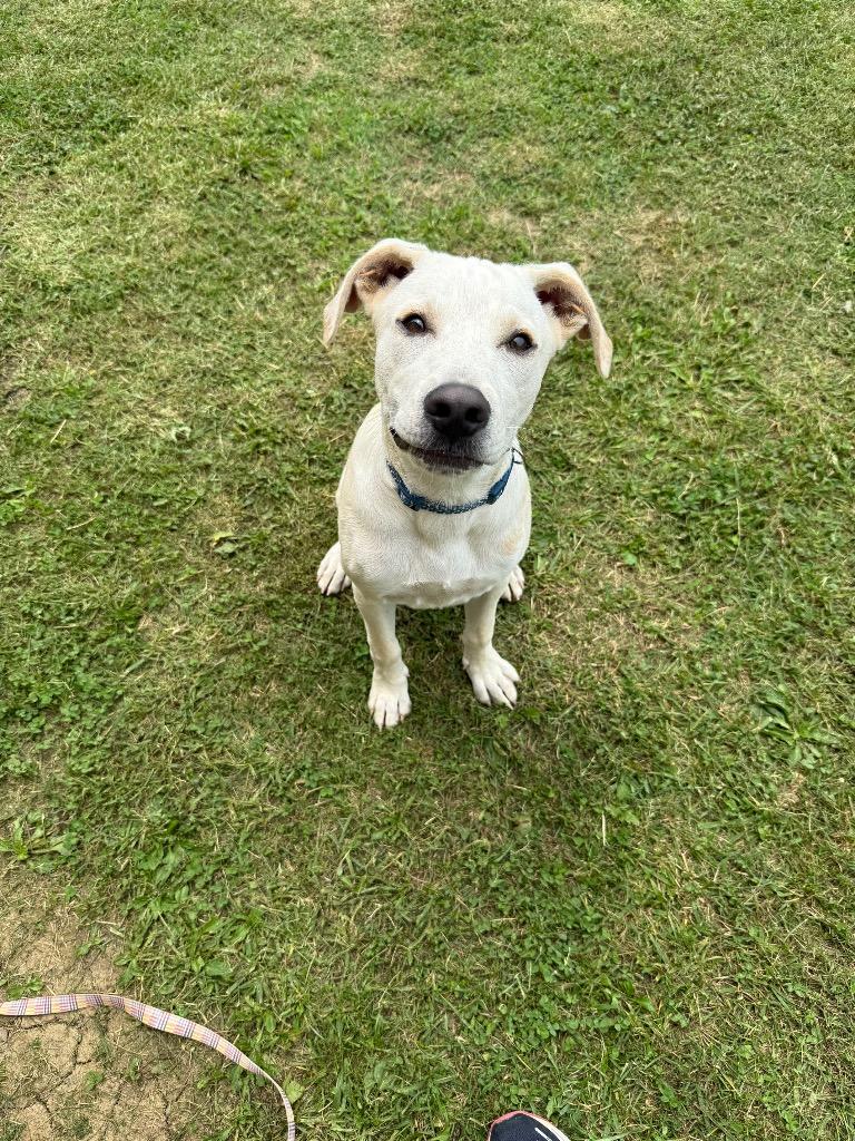 Enlarge DOOBIE, a Adoptable mixed breed in Gallatin, TN image 2/3