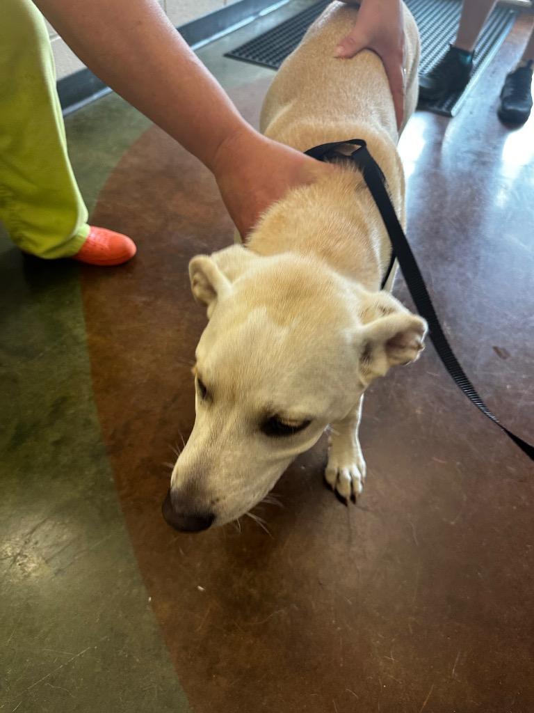 Enlarge DOOBIE, a Adoptable mixed breed in Gallatin, TN image 3/3