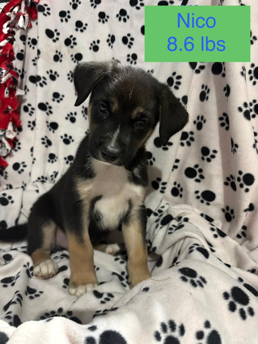 Enlarge Nico, an adopted mixed breed in Littleton, CO image 2/2