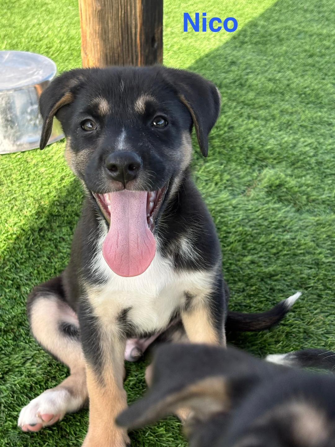 Enlarge Nico, an adopted mixed breed in Littleton, CO image 1/2