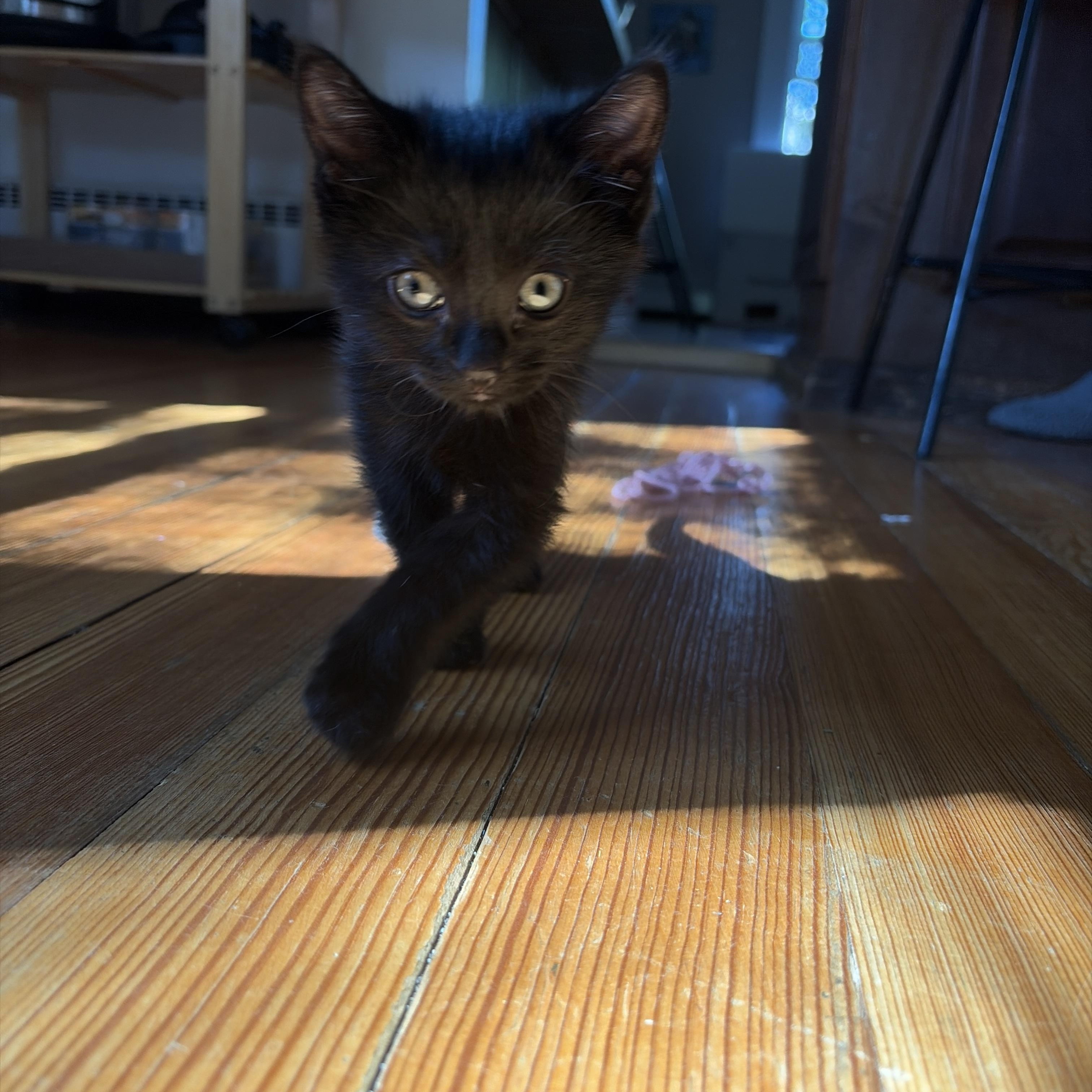Rowan, an adopted Domestic Short Hair in Buena Vista, CO image 2/4
