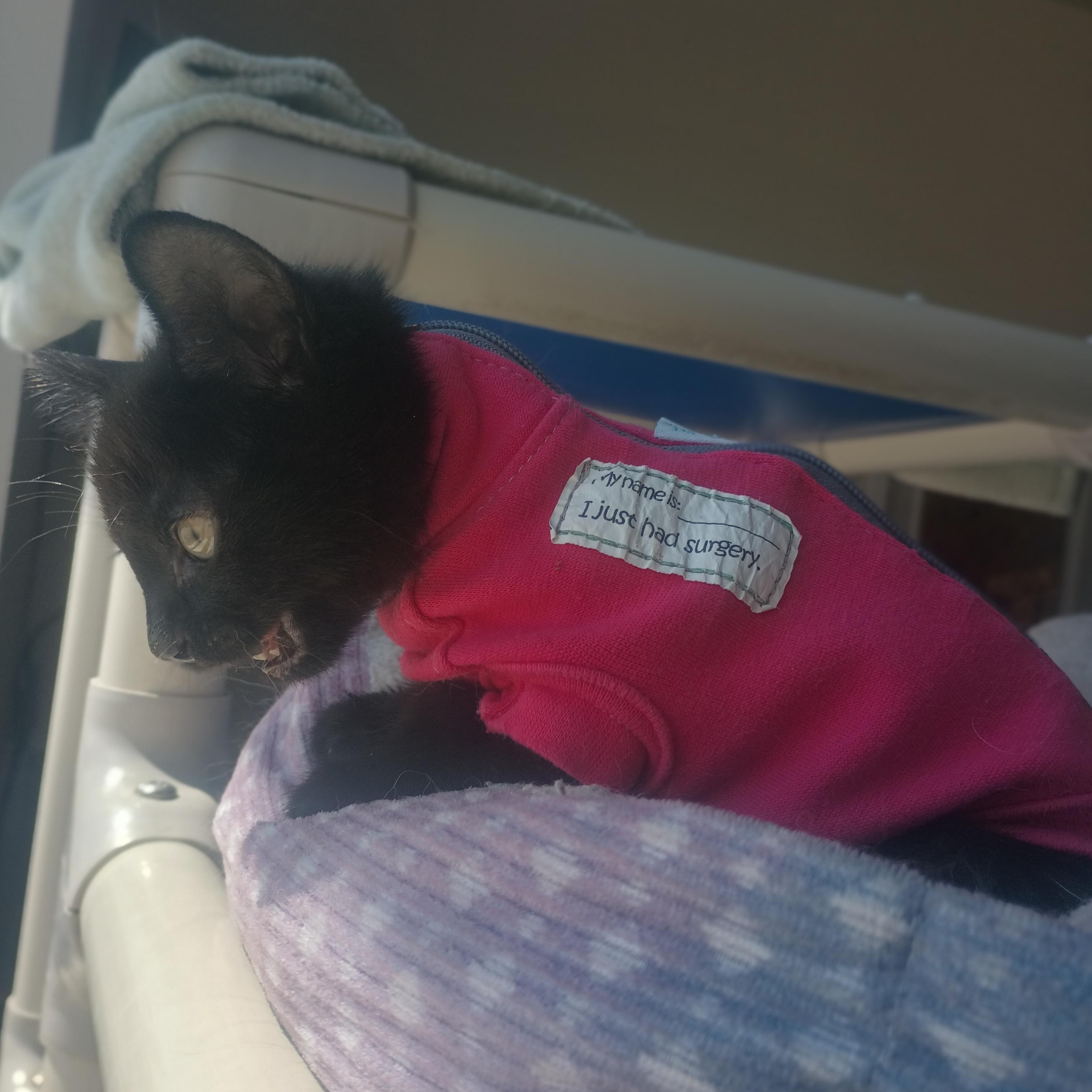 Rowan, an adopted Domestic Short Hair in Buena Vista, CO image 4/4