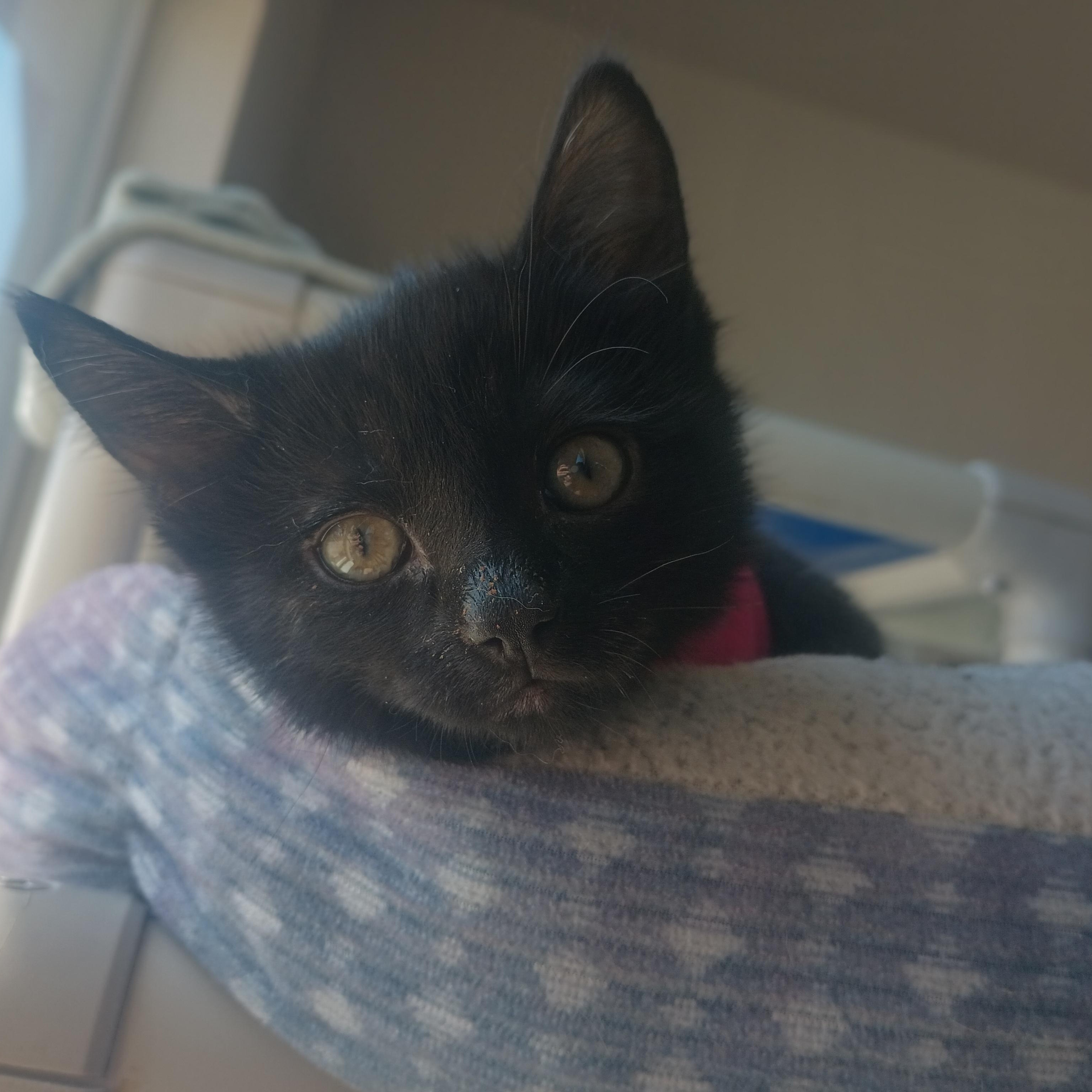 Rowan, adopted, Young Female Domestic Short Hair.