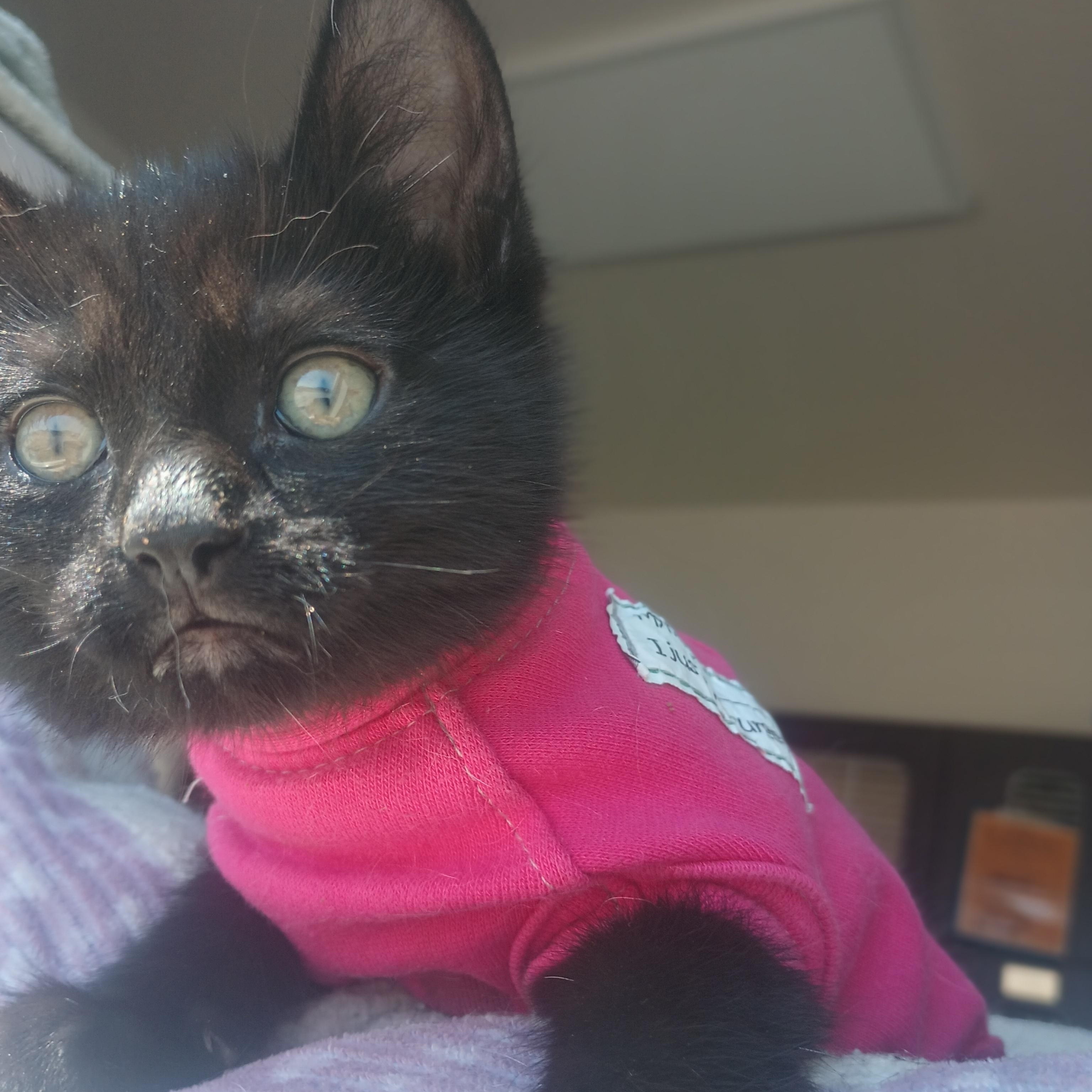 Rowan, an adopted Domestic Short Hair in Buena Vista, CO image 3/4