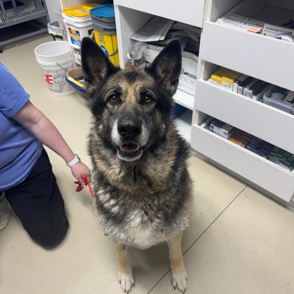 Kira, Adoptable, Adult Female German Shepherd Dog.