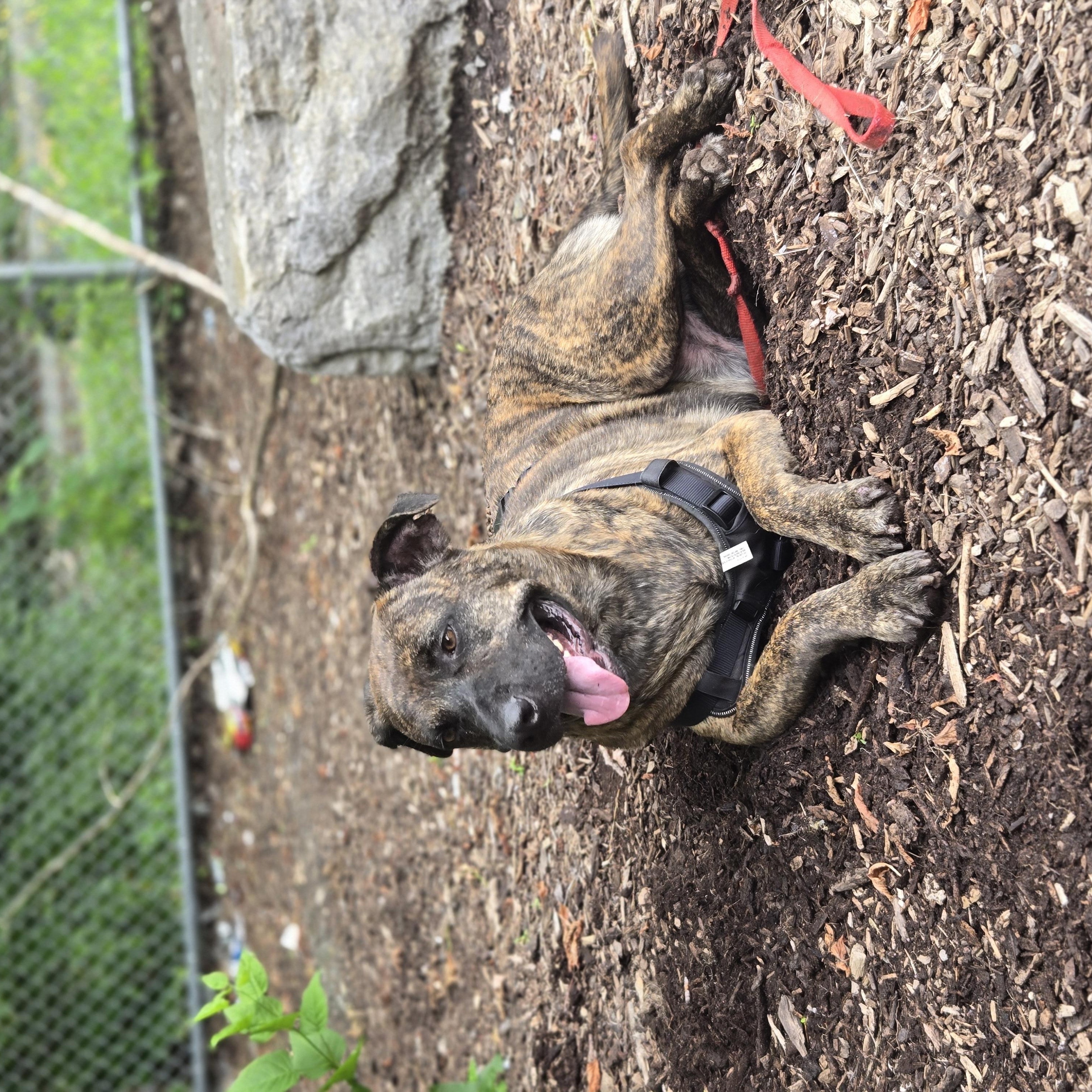 Enlarge Sokitakon, a Adoptable mixed breed in Montréal, QC image 2/4