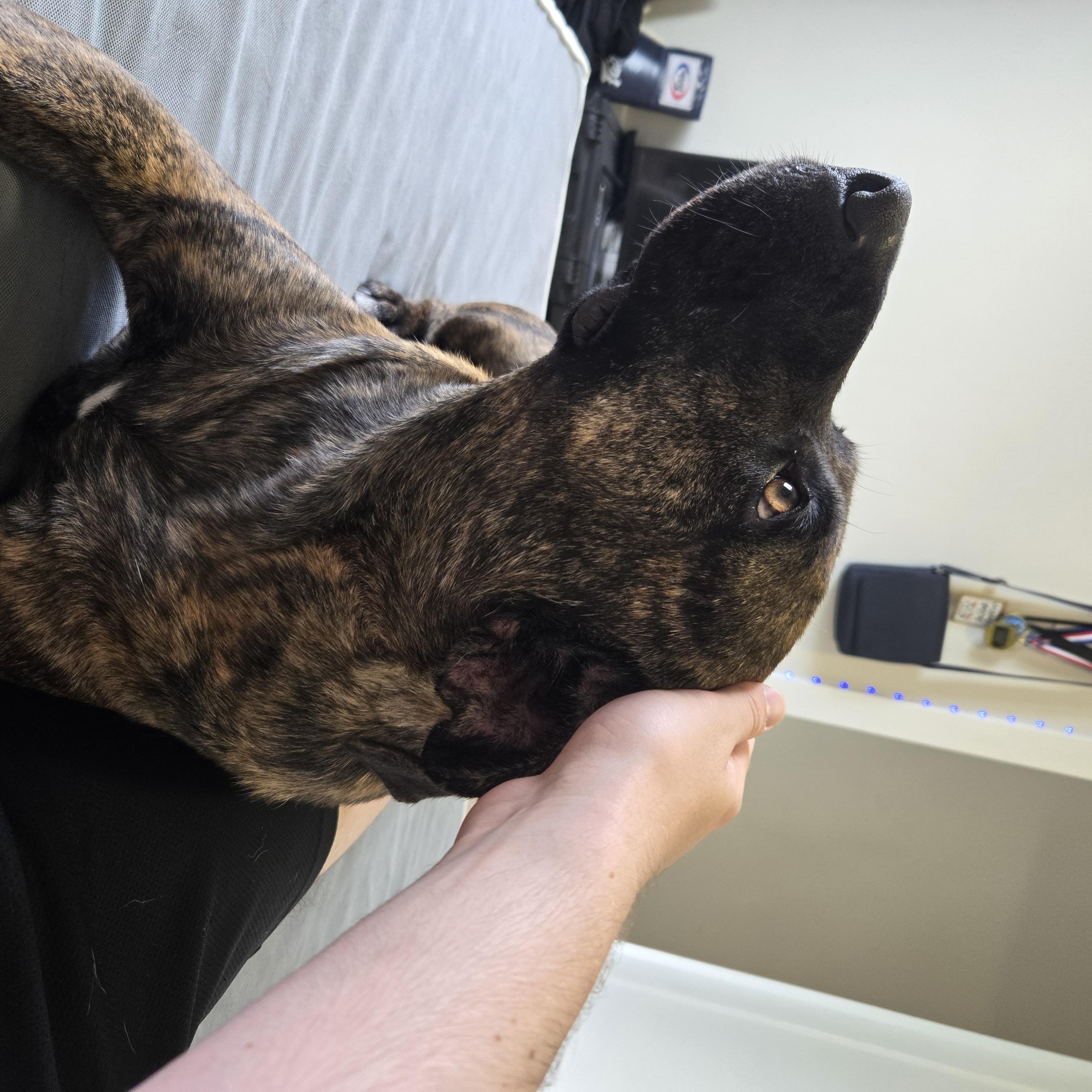 Enlarge Sokitakon, a Adoptable mixed breed in Montréal, QC image 4/4