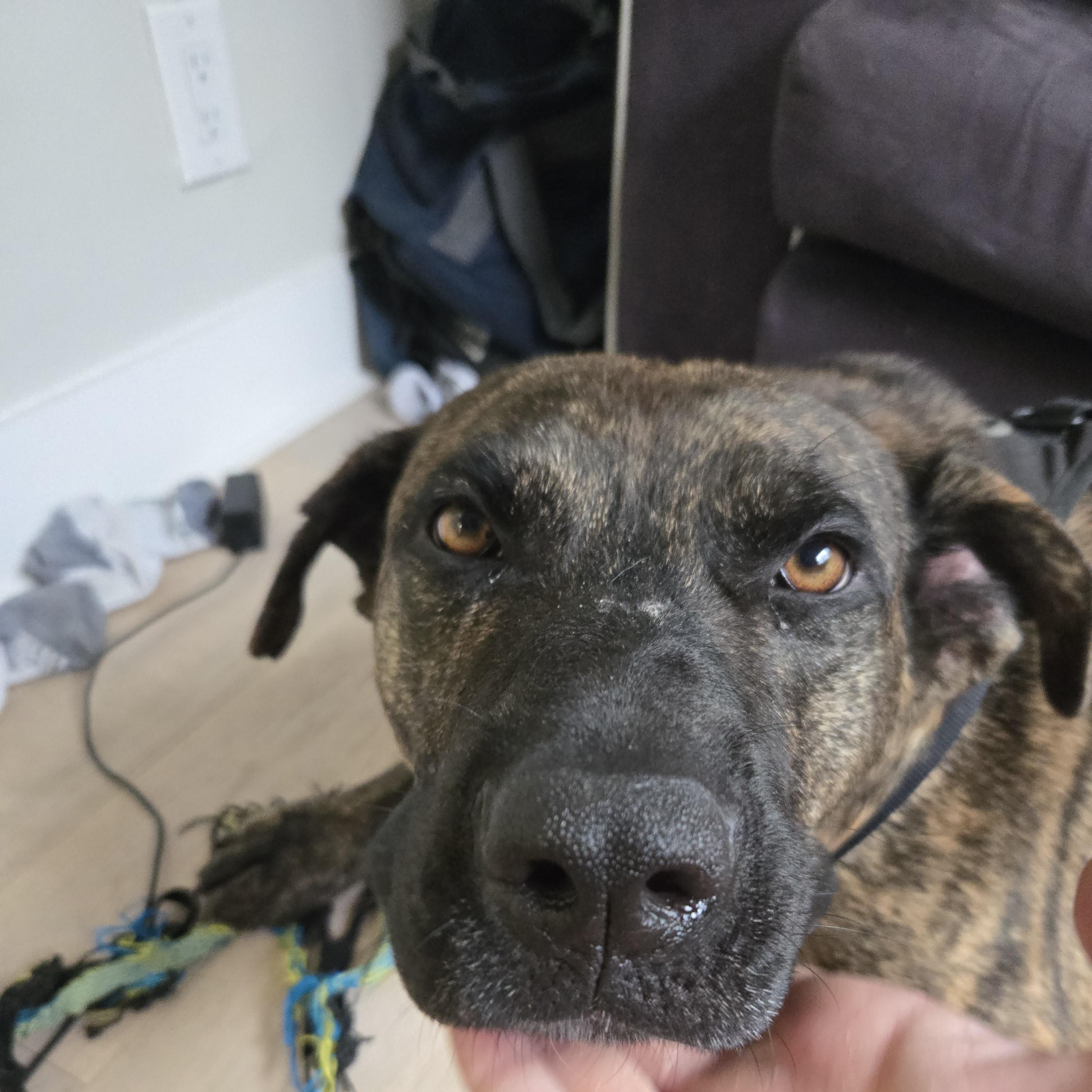 Enlarge Sokitakon, a Adoptable mixed breed in Montréal, QC image 3/4