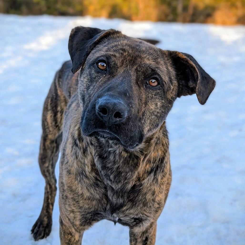 Sokitakon, Adoptable, Young Male Cane Corso.