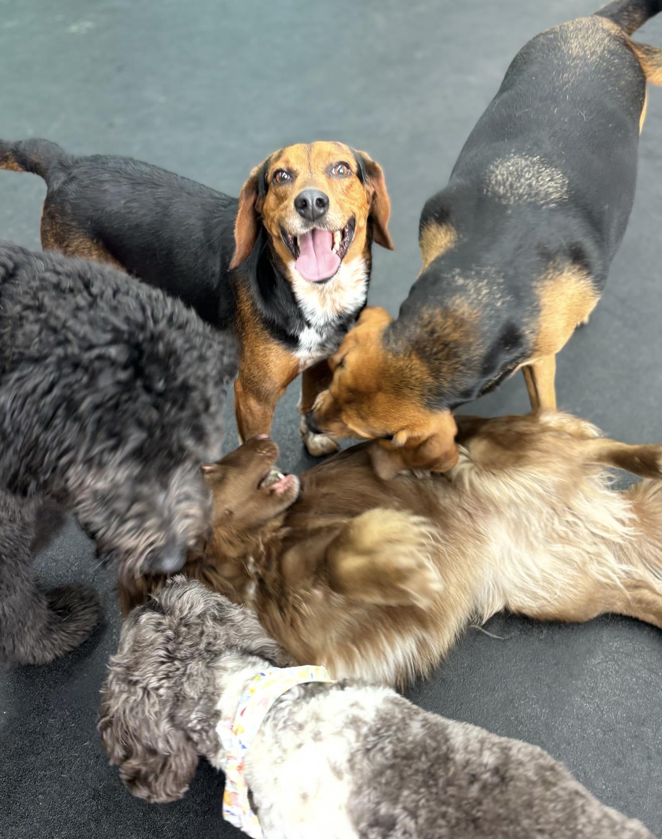 Enlarge Maximus Buford - MAX, a Adoptable Beagle in Campbellsville, KY image 5/5