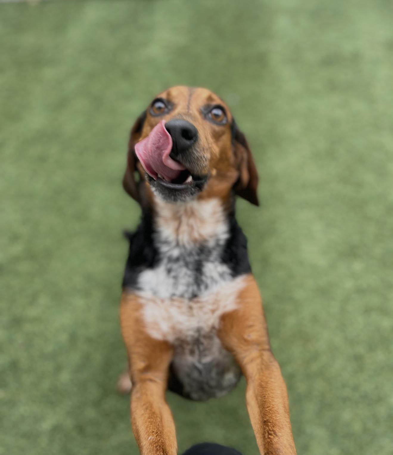 Enlarge Maximus Buford - MAX, a Adoptable Beagle in Campbellsville, KY image 4/5