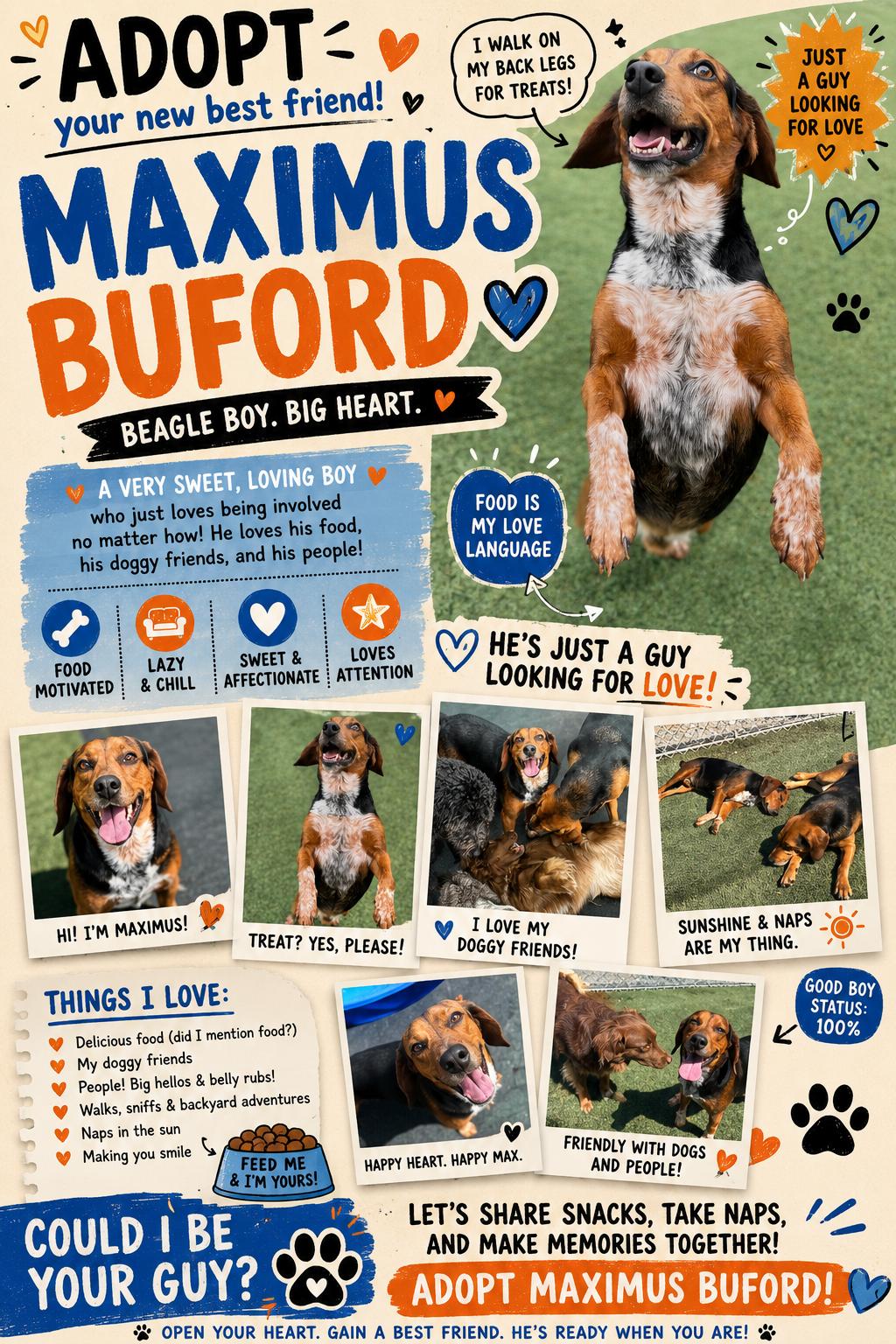 Enlarge Maximus Buford - MAX, a Adoptable Beagle in Campbellsville, KY image 3/5