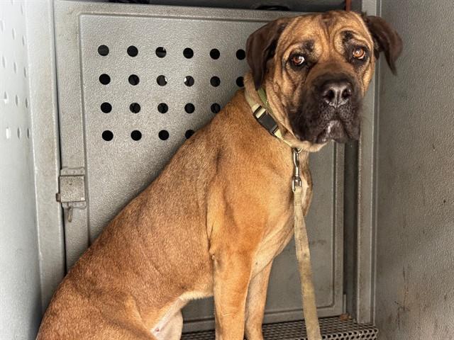NALA, Adoptable, Adult Female Mastiff.