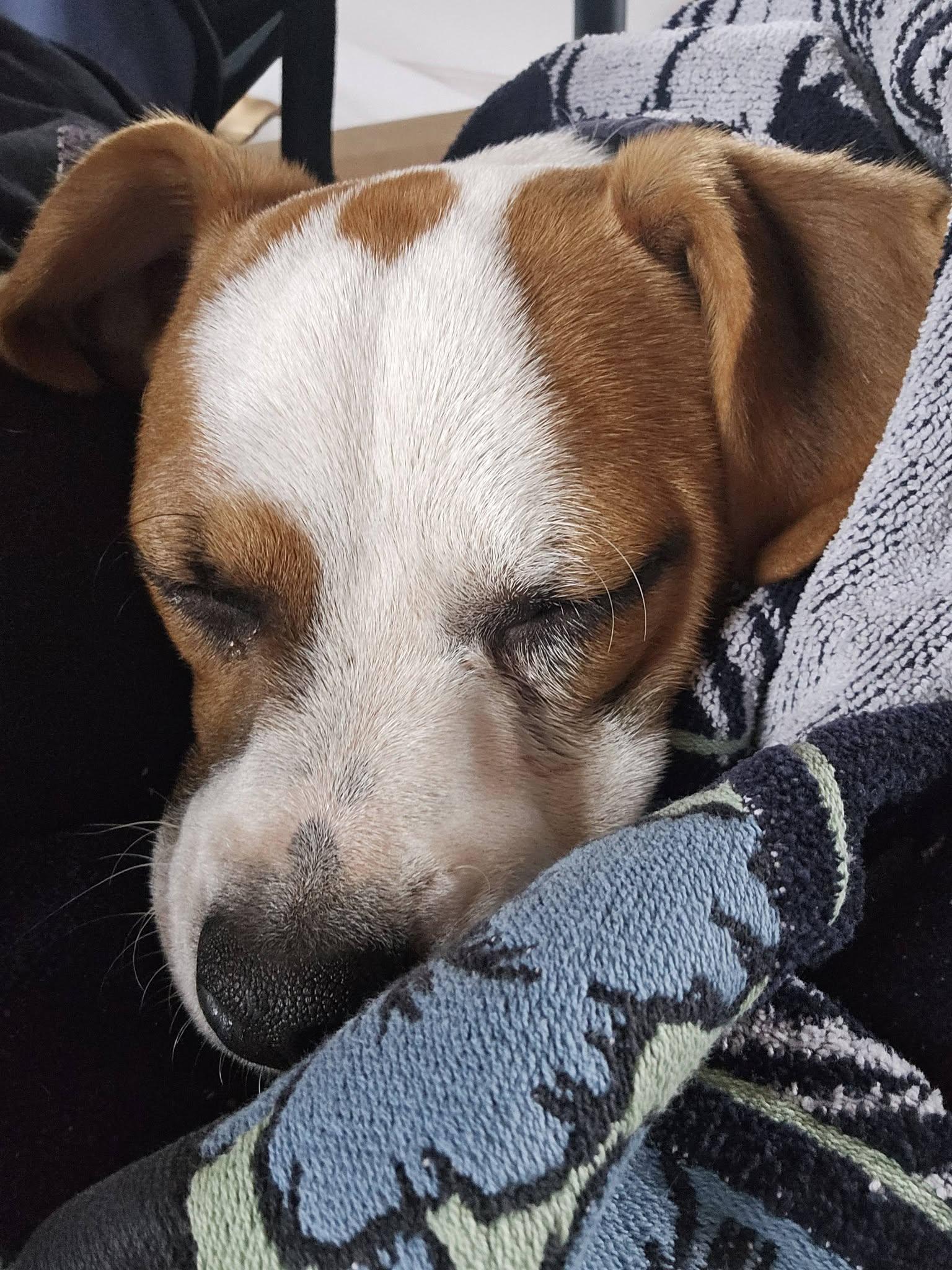 Bibbly (3mo, 13lbs), Adoptable, Puppy Female Hound.