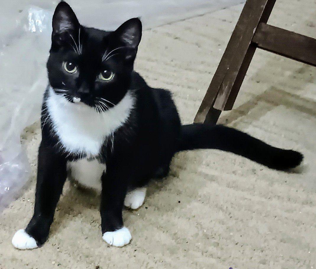 San is bonded with Lyr, Adoptable, Young Female Domestic Short Hair.