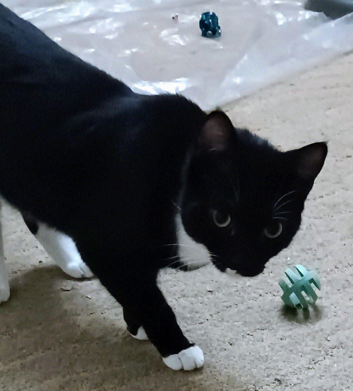 Enlarge San is bonded with Lyr, a Adoptable Domestic Short Hair in San Jose, CA image 2/4