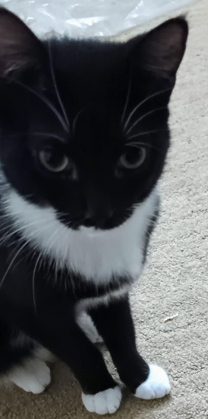 Enlarge San is bonded with Lyr, a Adoptable Domestic Short Hair in San Jose, CA image 3/4