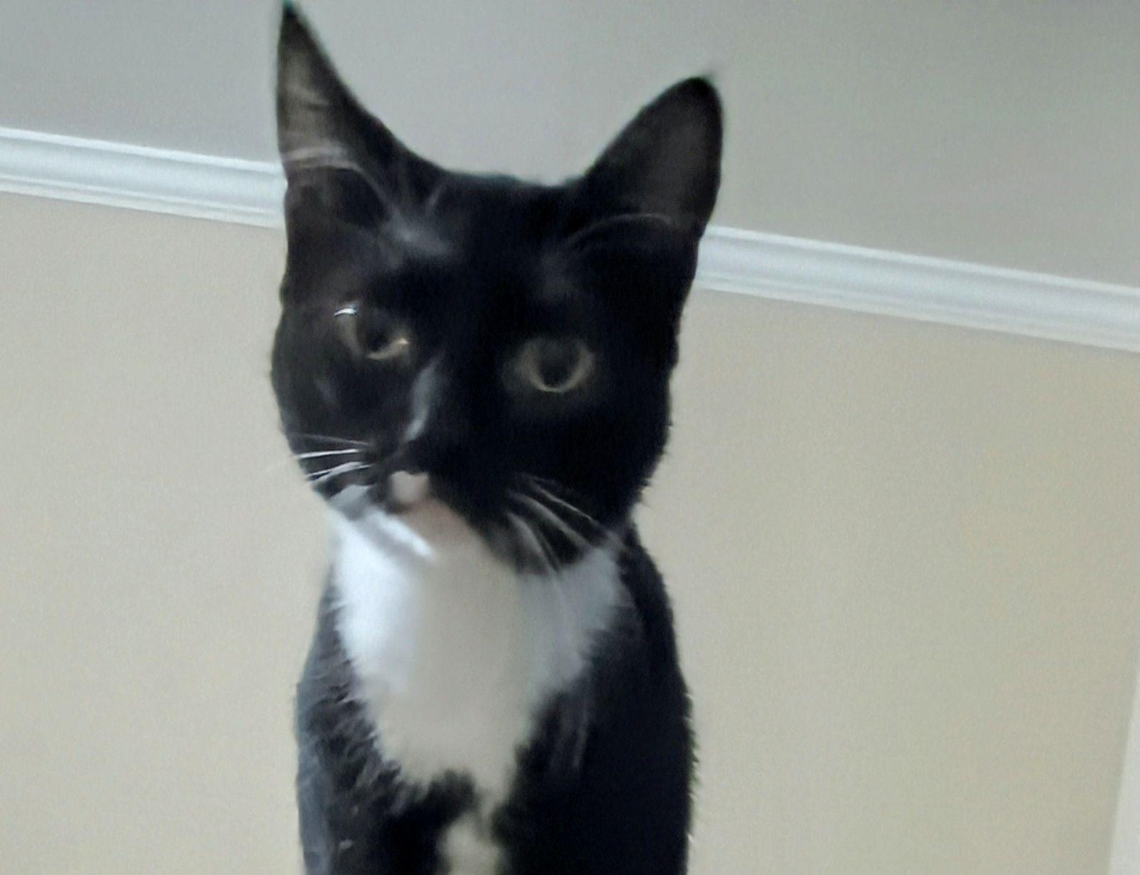 Enlarge San is bonded with Lyr, a Adoptable Domestic Short Hair in San Jose, CA image 4/4