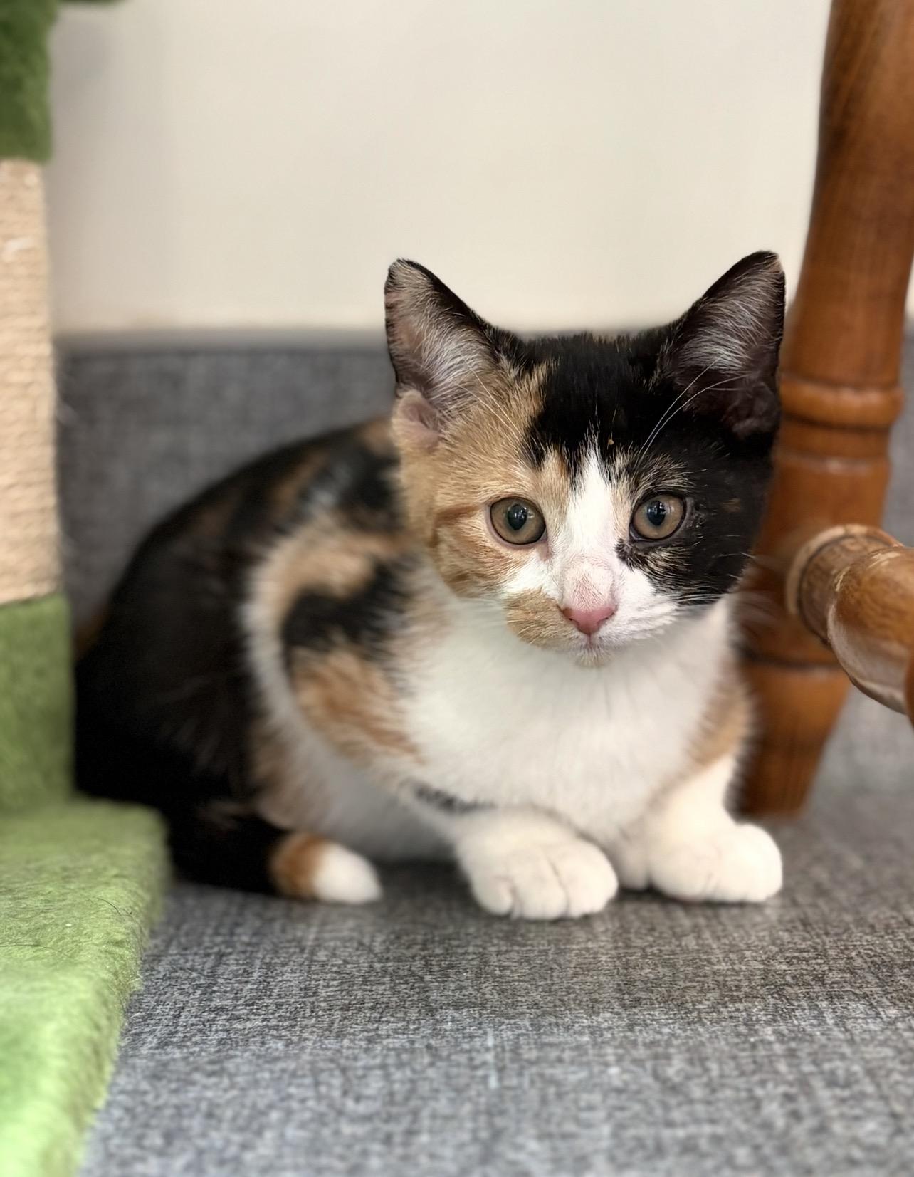 Jujube, adopted, Kitten Female Domestic Short Hair.