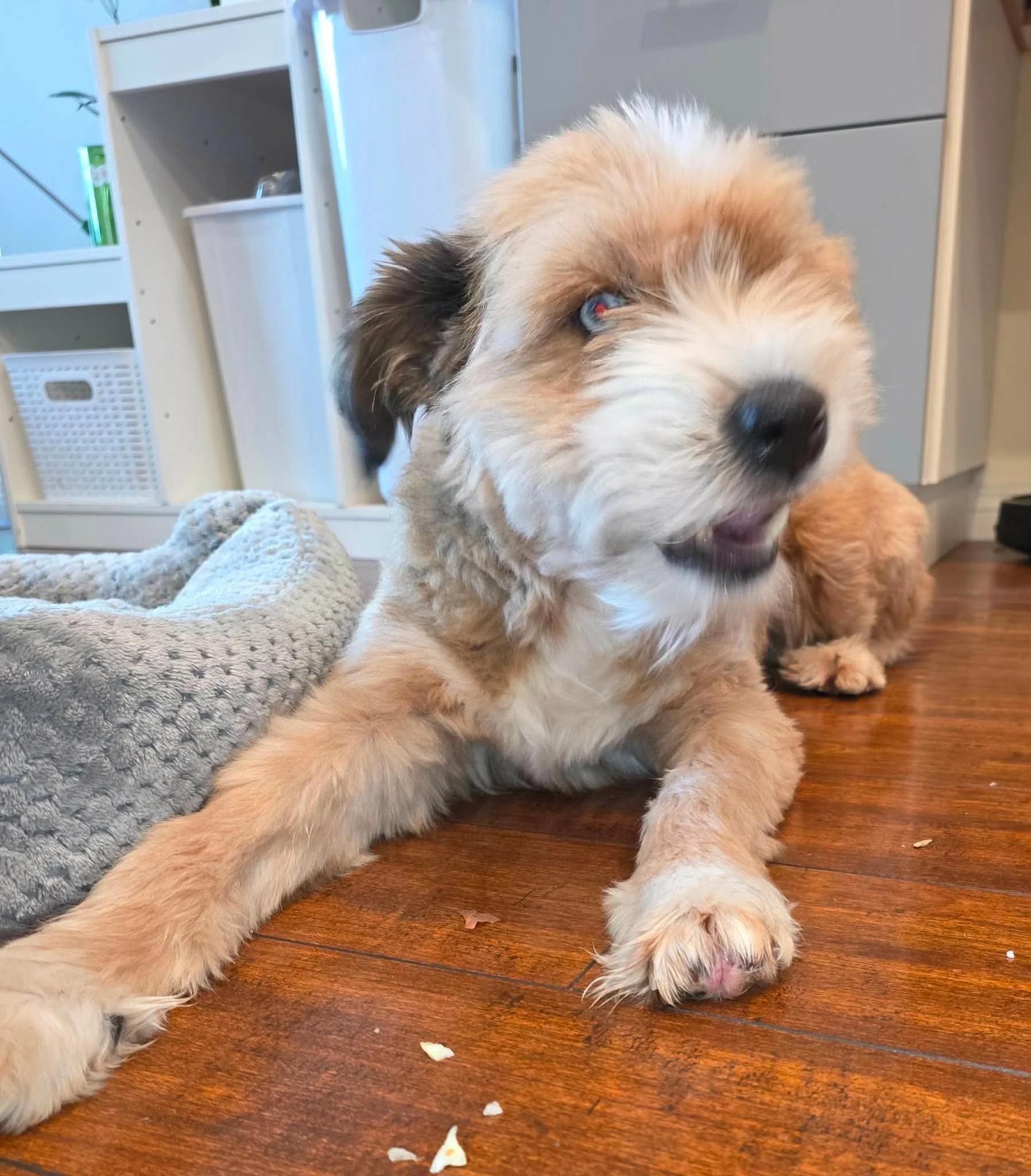 Bailey, ADOPTABLE, Adult Male Terrier.