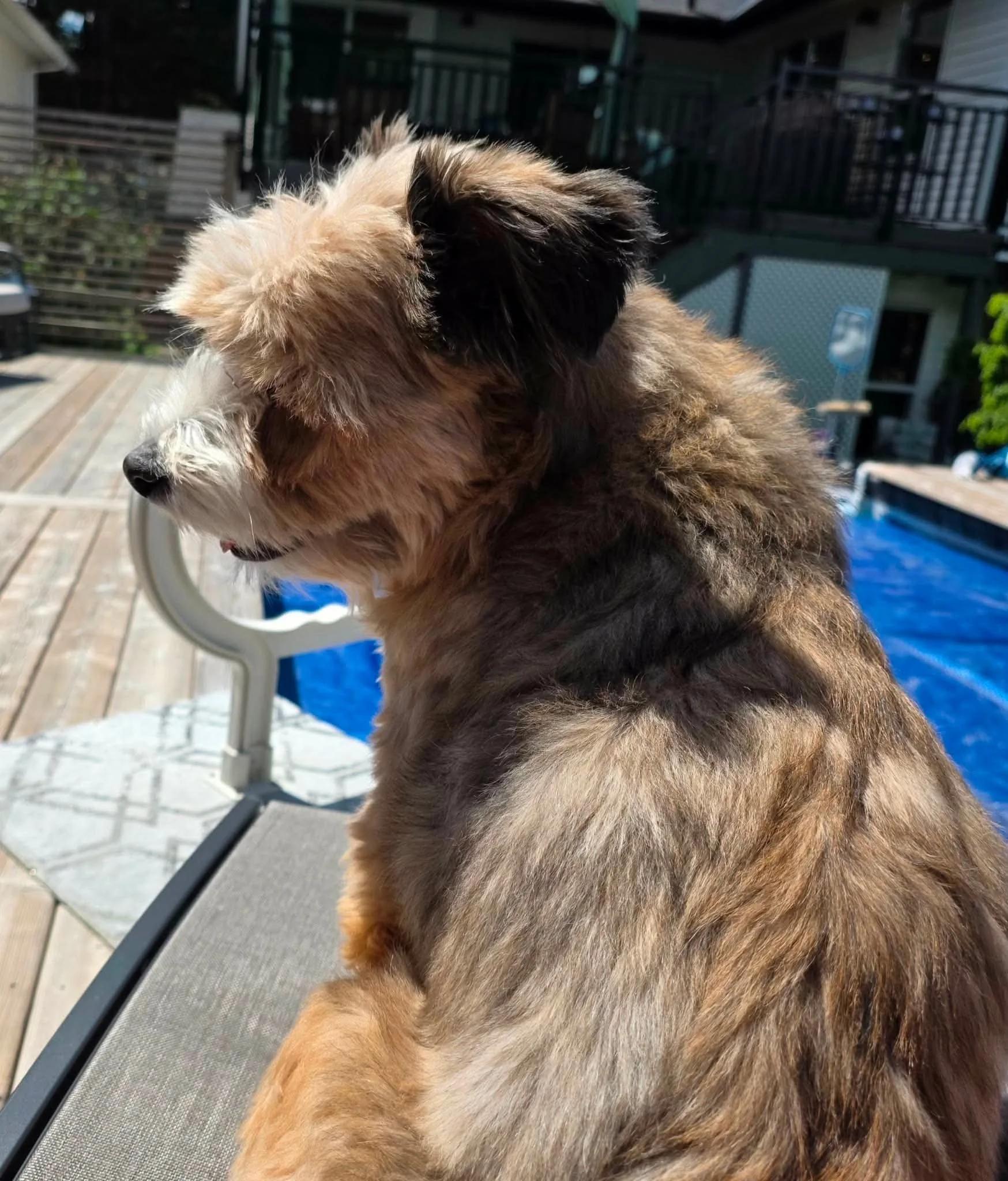 Enlarge Bailey, a ADOPTABLE mixed breed in Abbotsford, BC image 5/5
