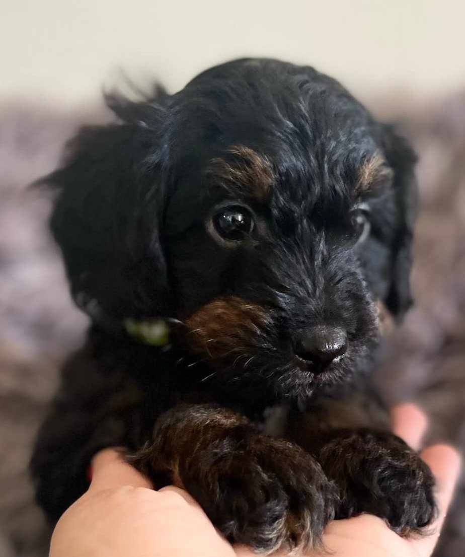 Desi, a Adopted Aussiedoodle in Iron Ridge, WI image 1/3