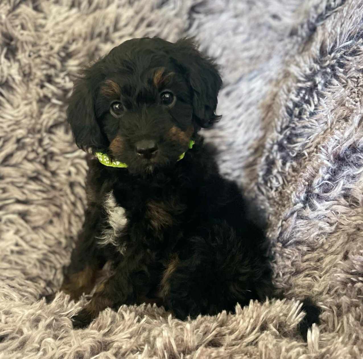 Desi, a Adopted Aussiedoodle in Iron Ridge, WI image 3/3