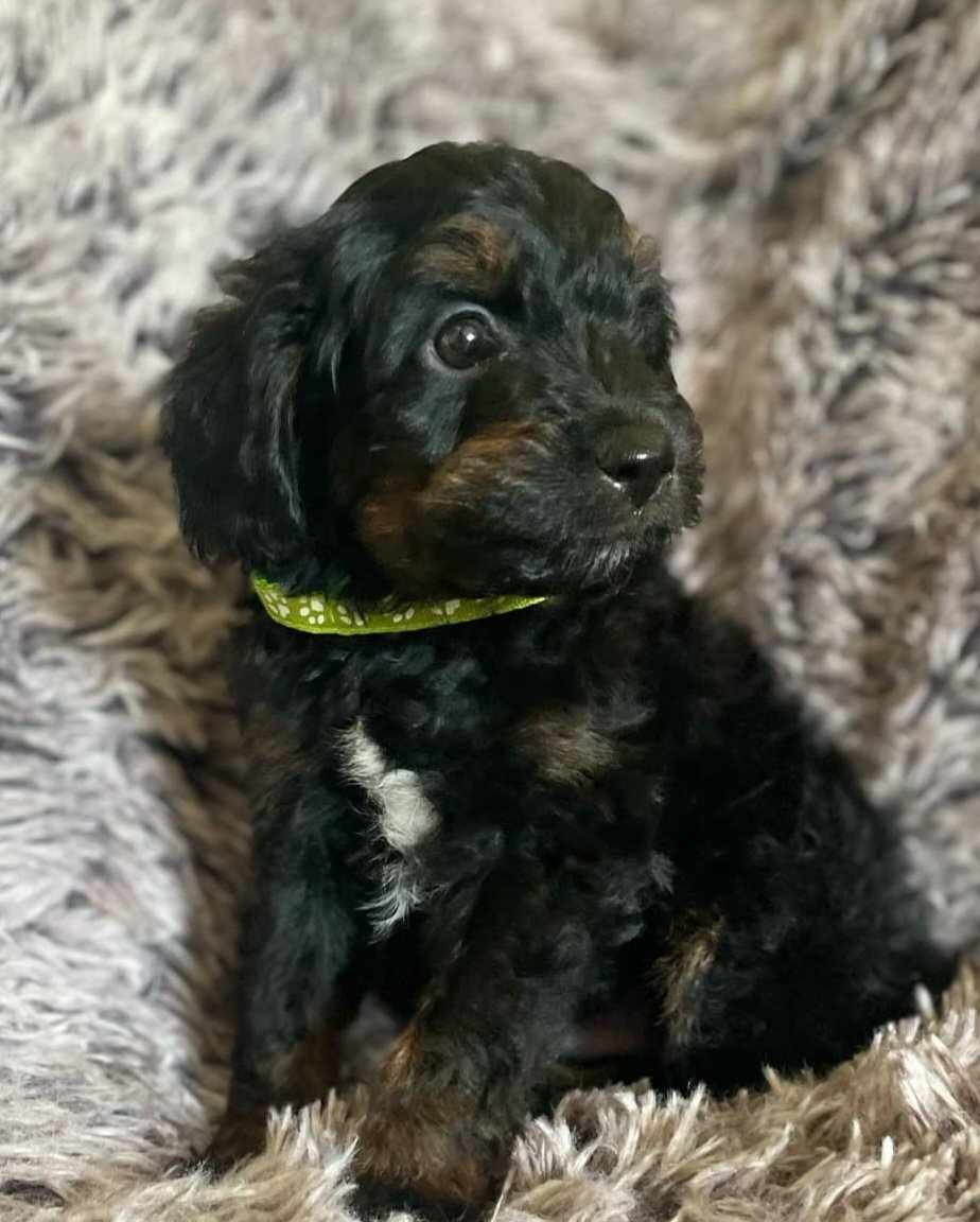 Desi, a Adopted Aussiedoodle in Iron Ridge, WI image 2/3