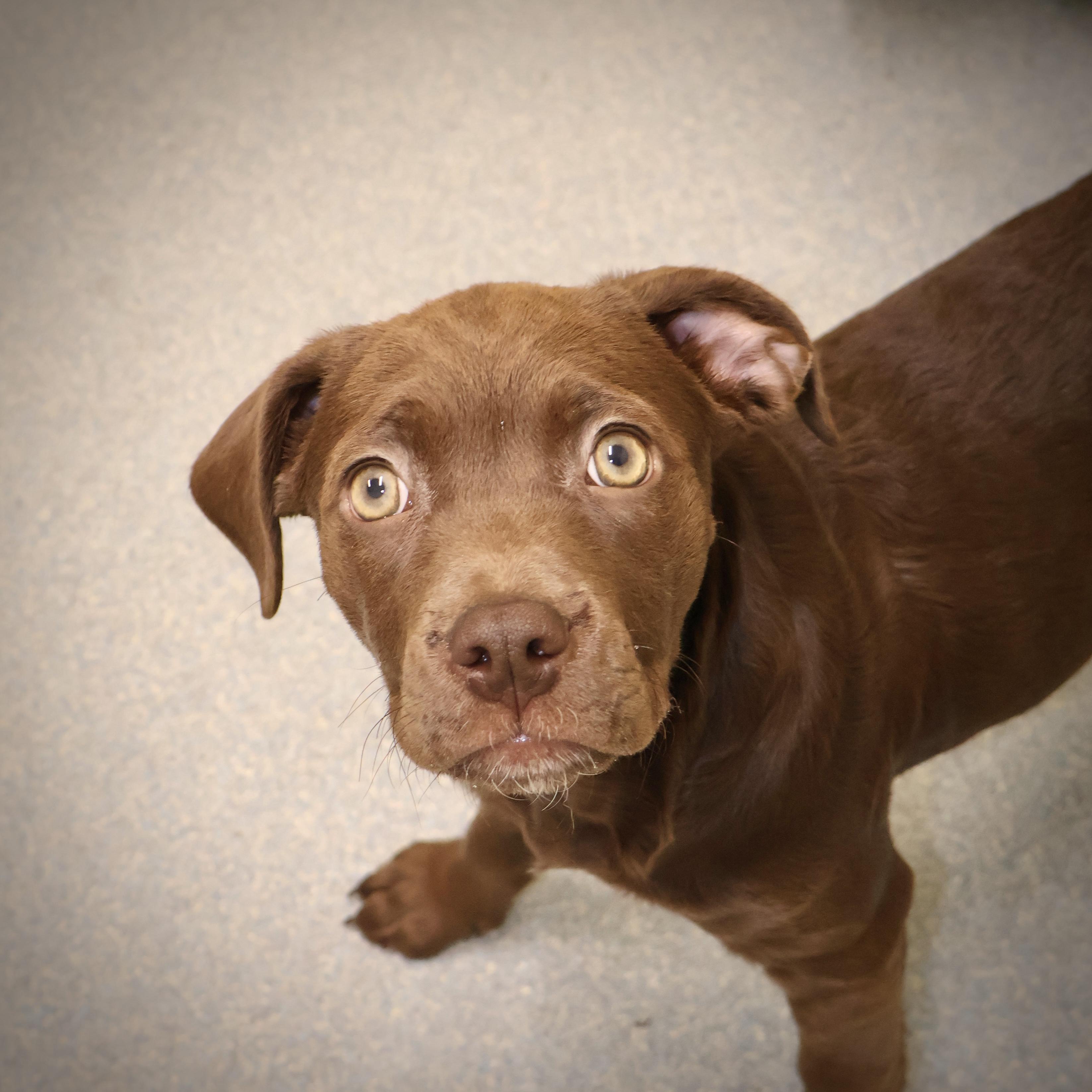 A Hershey **available at offsite adoption event on Sunday, 11/23 * please read bio for info *