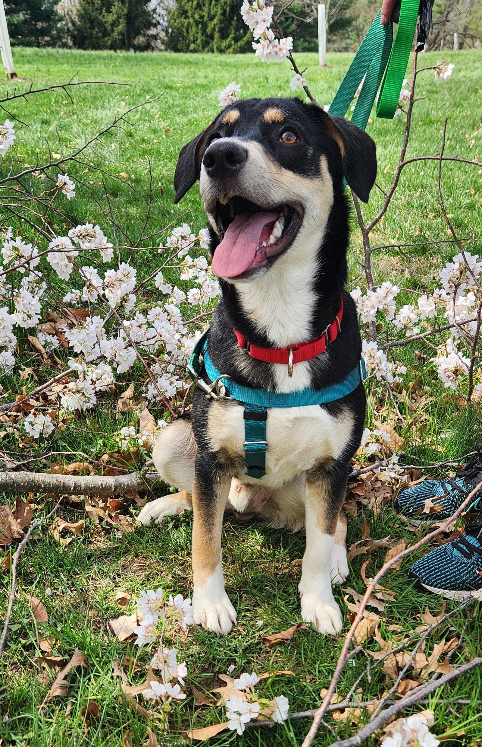 Enlarge Thumbs, a Adoptable mixed breed in Doylestown, PA image 1/3