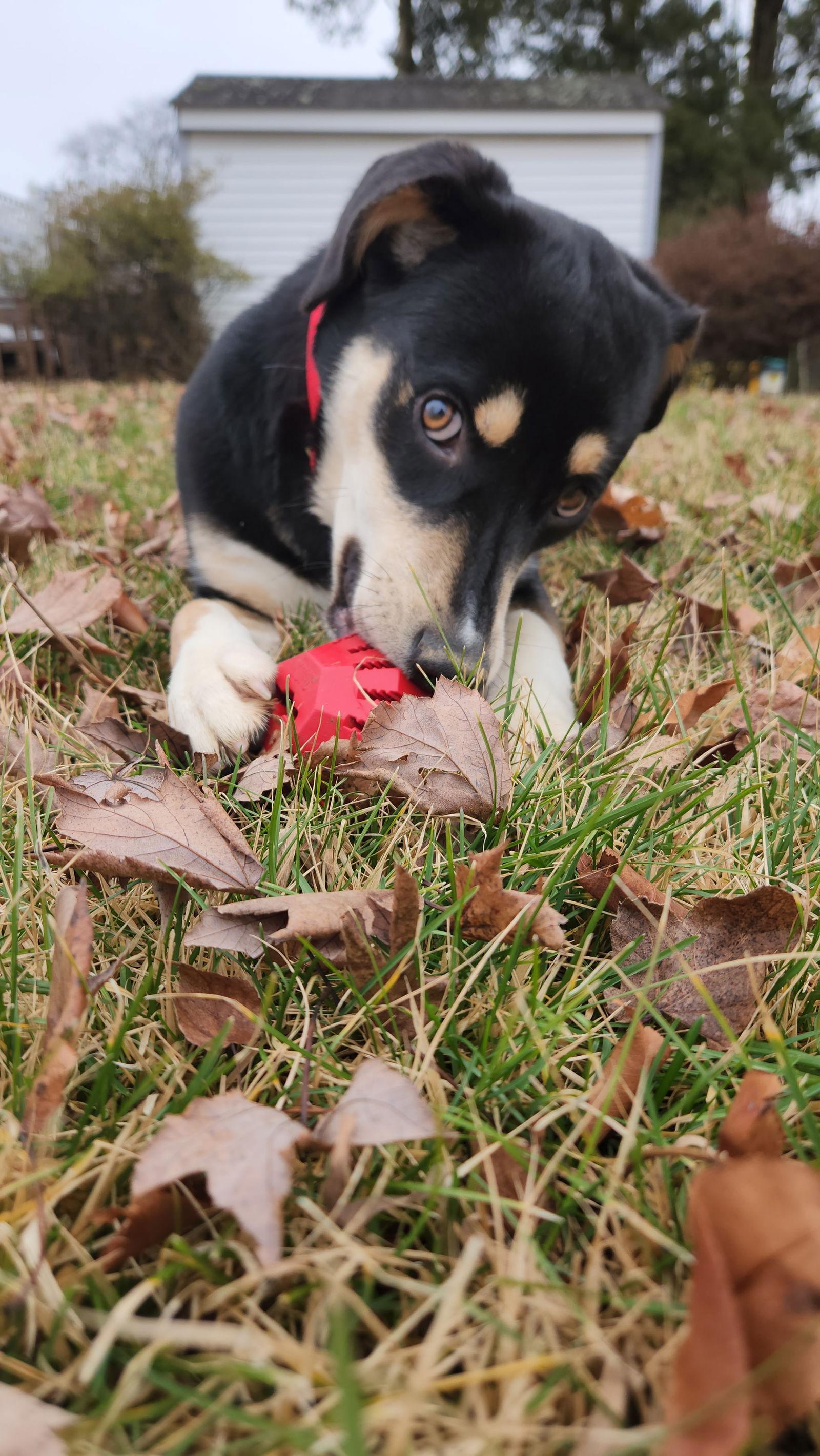 Thumbs, Adoptable, Young Male Shepherd & Hound.