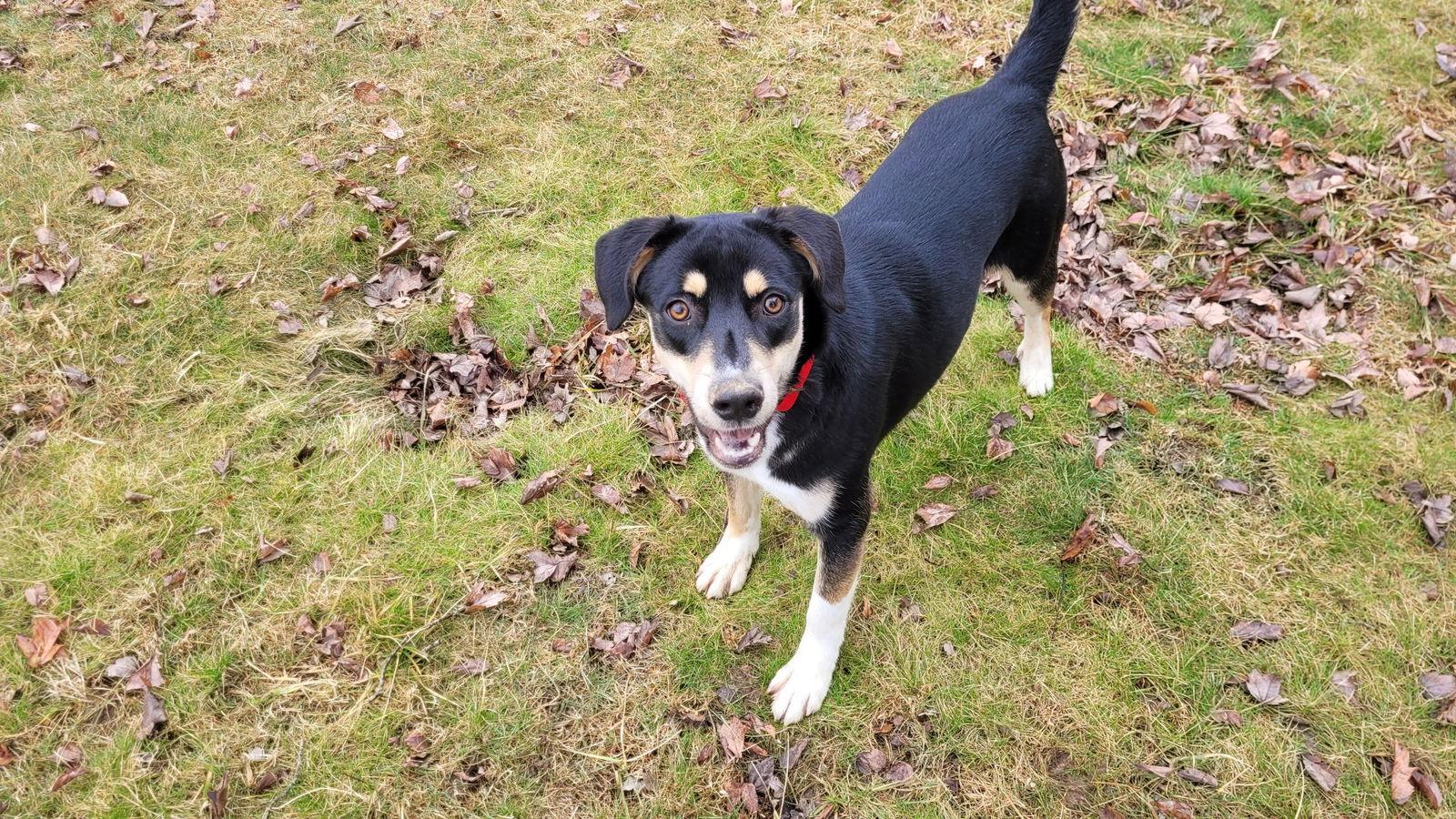 Enlarge Thumbs, a Adoptable mixed breed in Doylestown, PA image 2/3