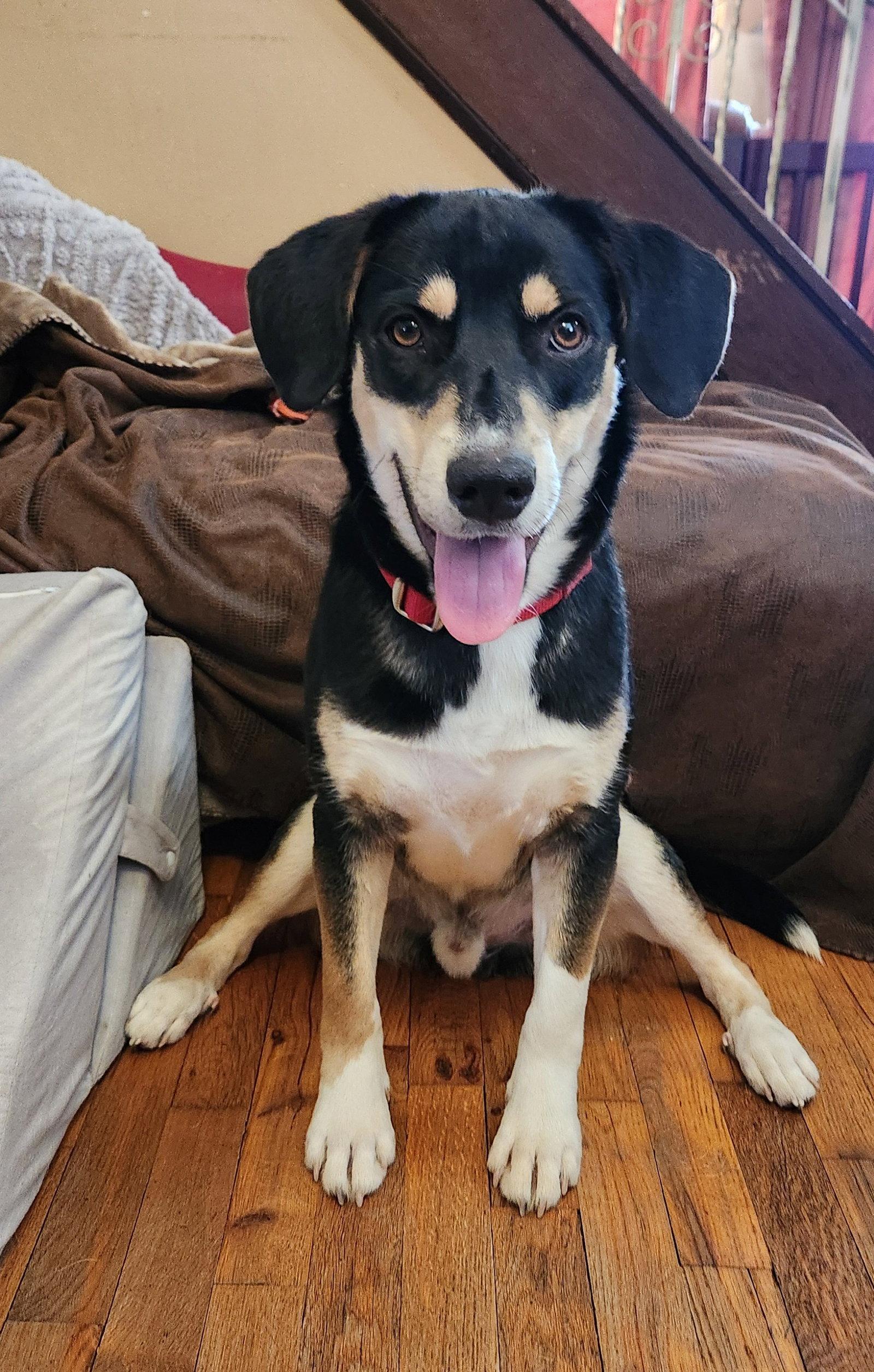 Enlarge Thumbs, a Adoptable mixed breed in Doylestown, PA image 2/3